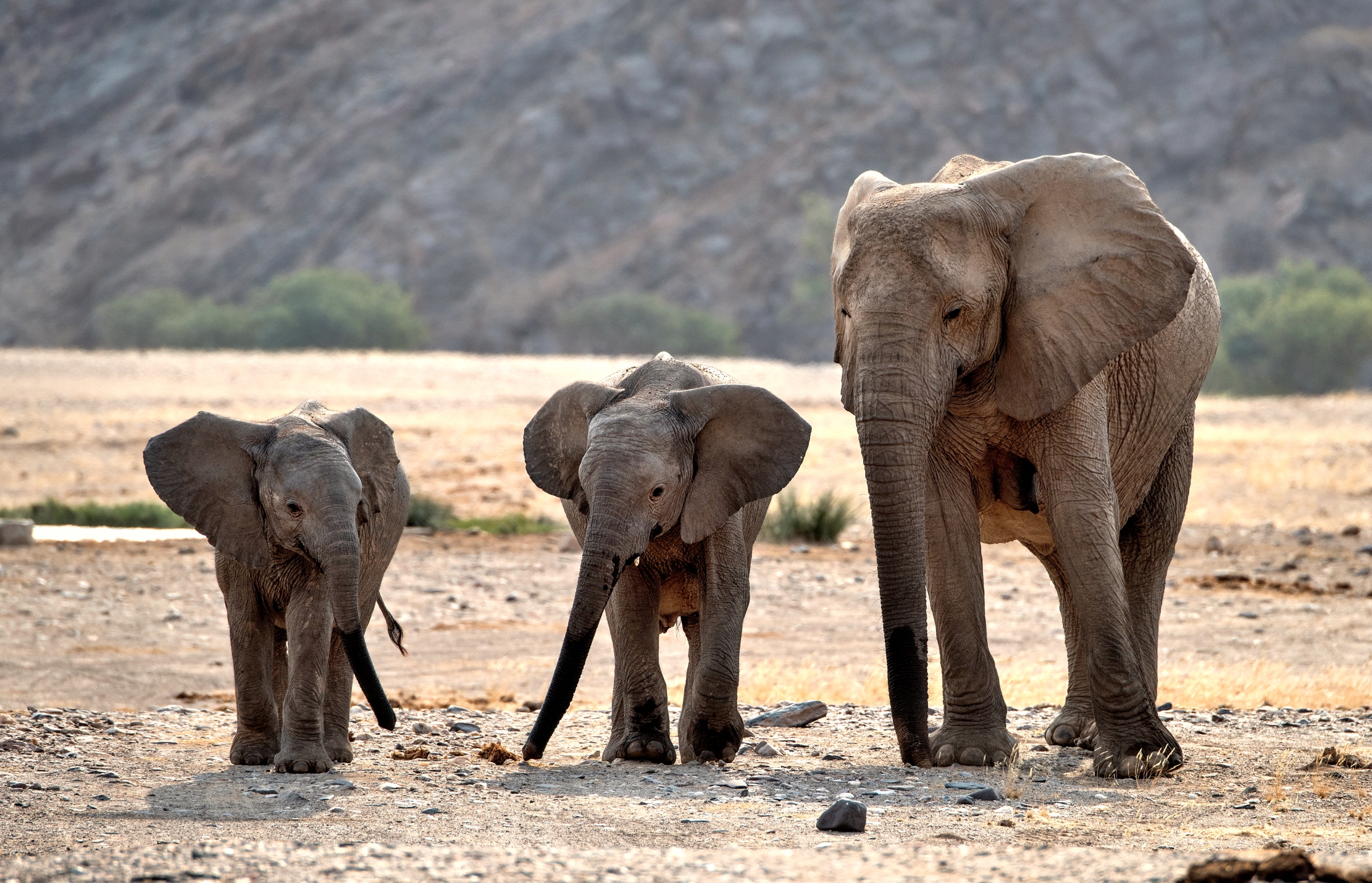 Deserto del Kaokoland - Elefanti