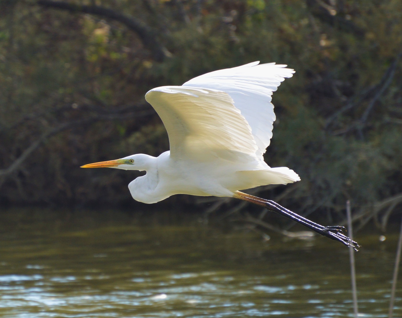 Airone bianco maggiore in volo.