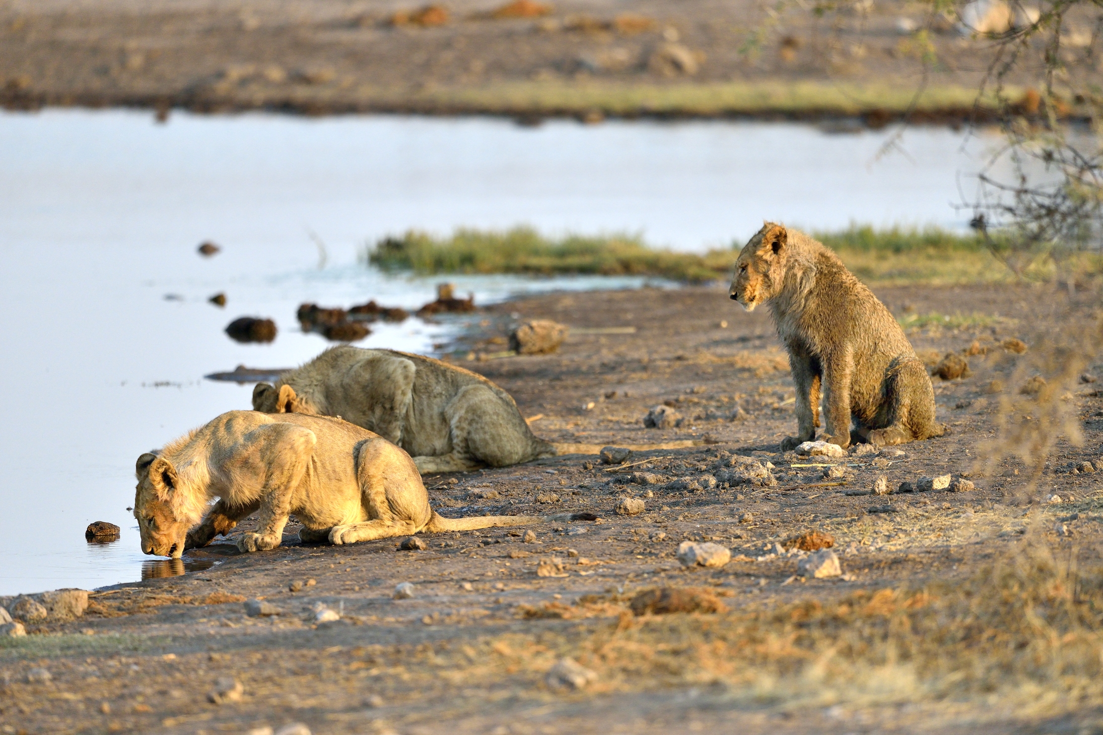 Etosha - Giovani Leoni
