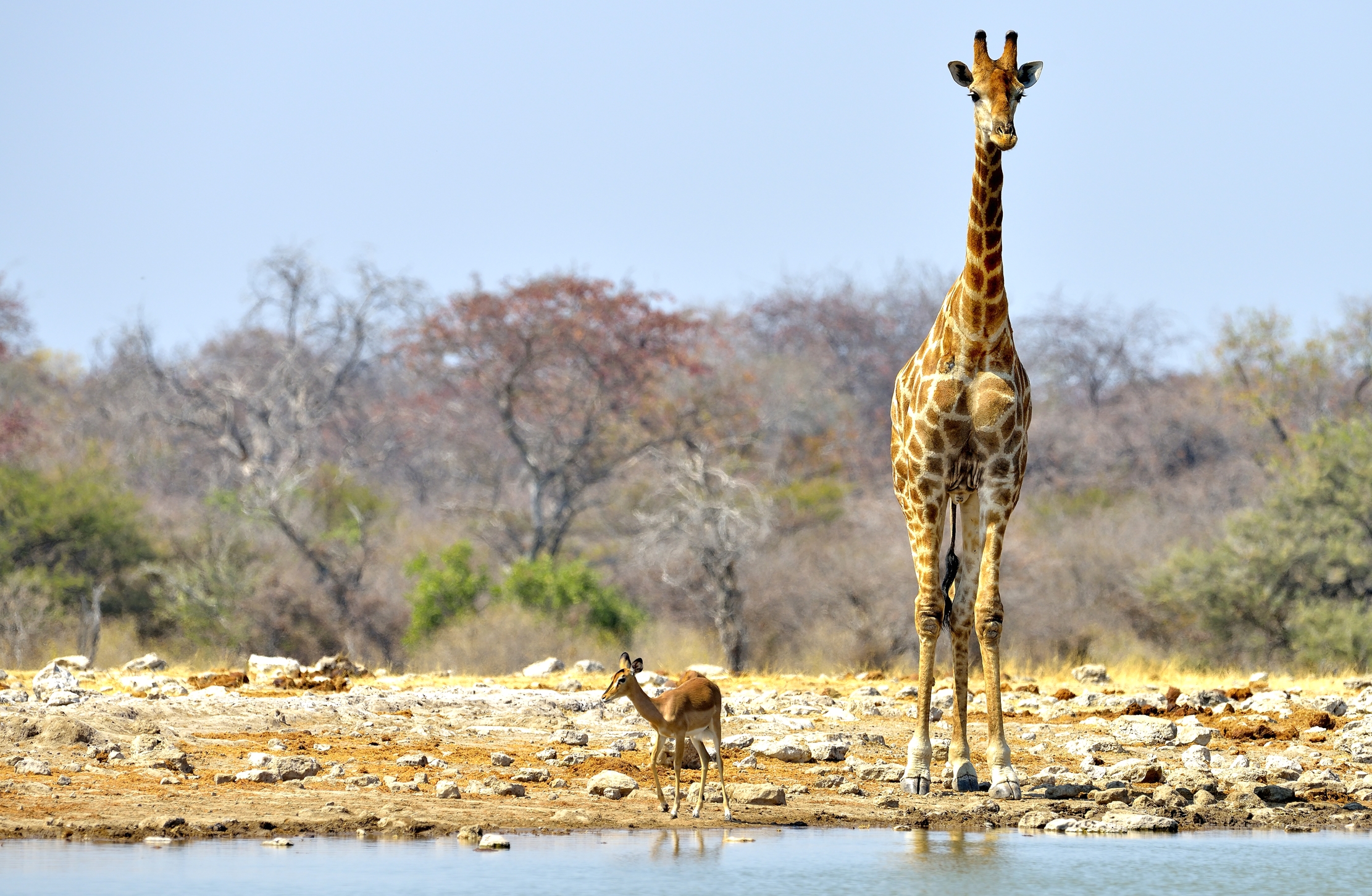 Etosha - Giraffa