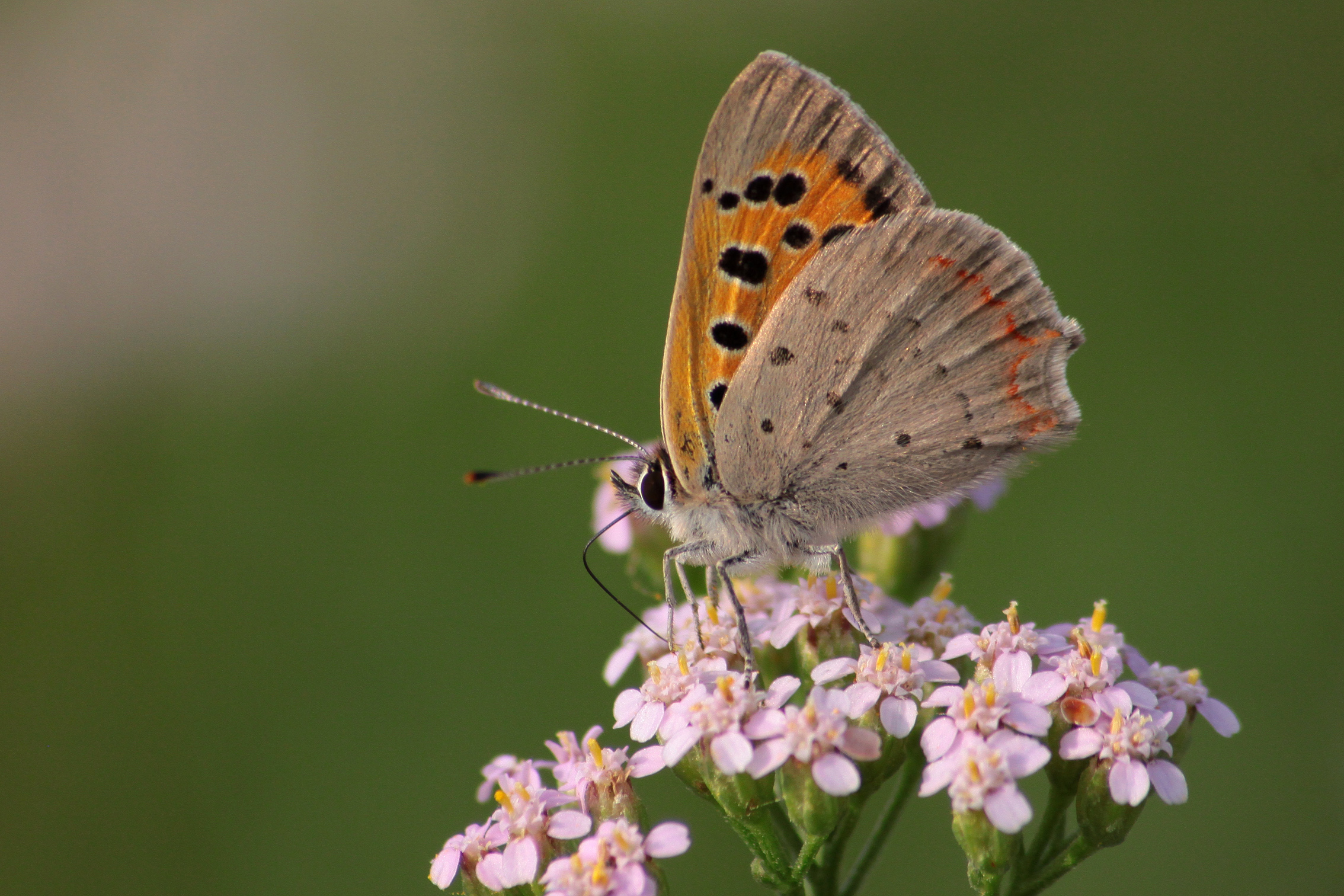 Argo Bronzeo - La merenda del pomeriggio