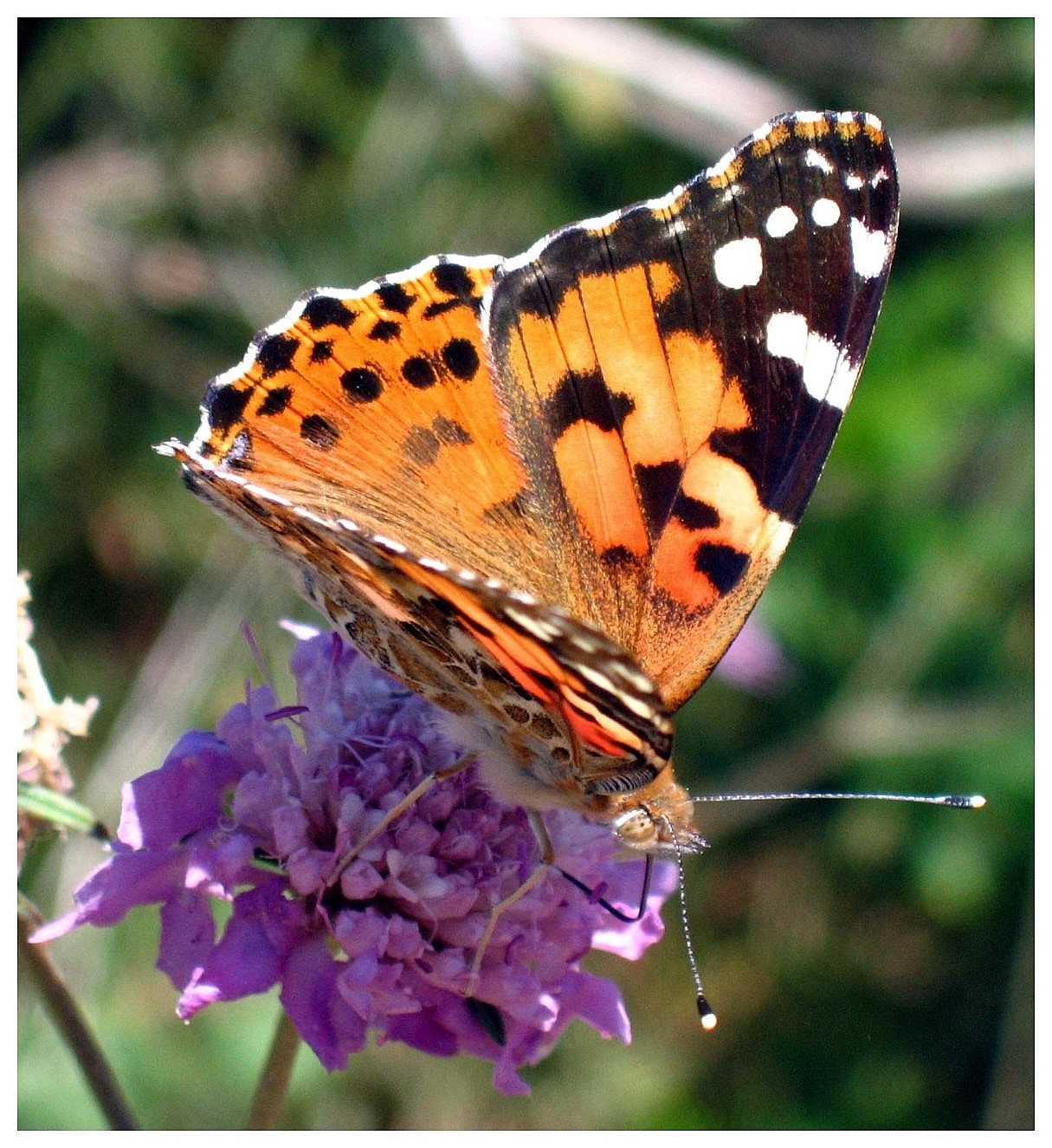 Lepidotteri-Isola di Minorca