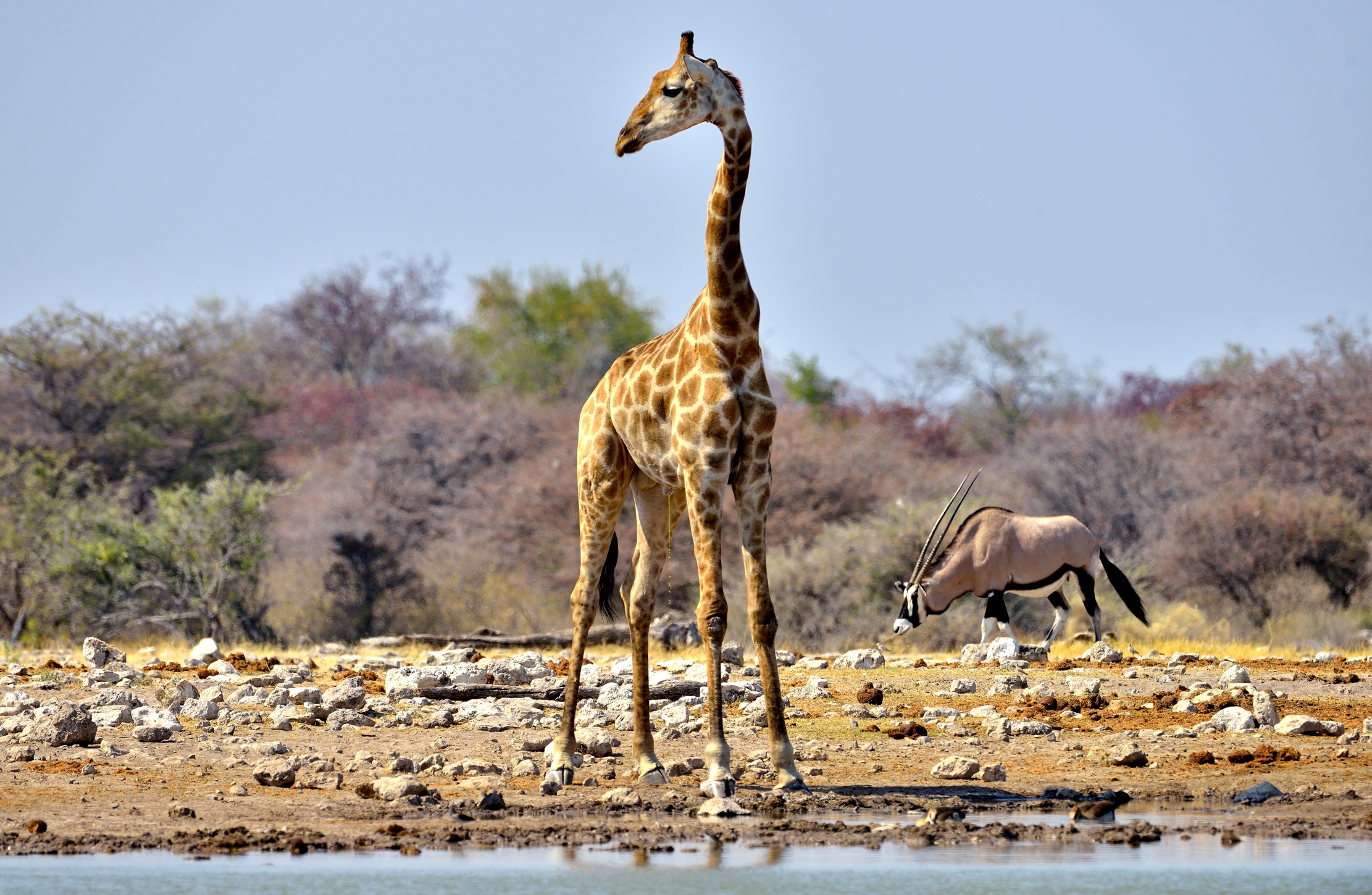 Etosha - Giraffae (che fa la pipi)