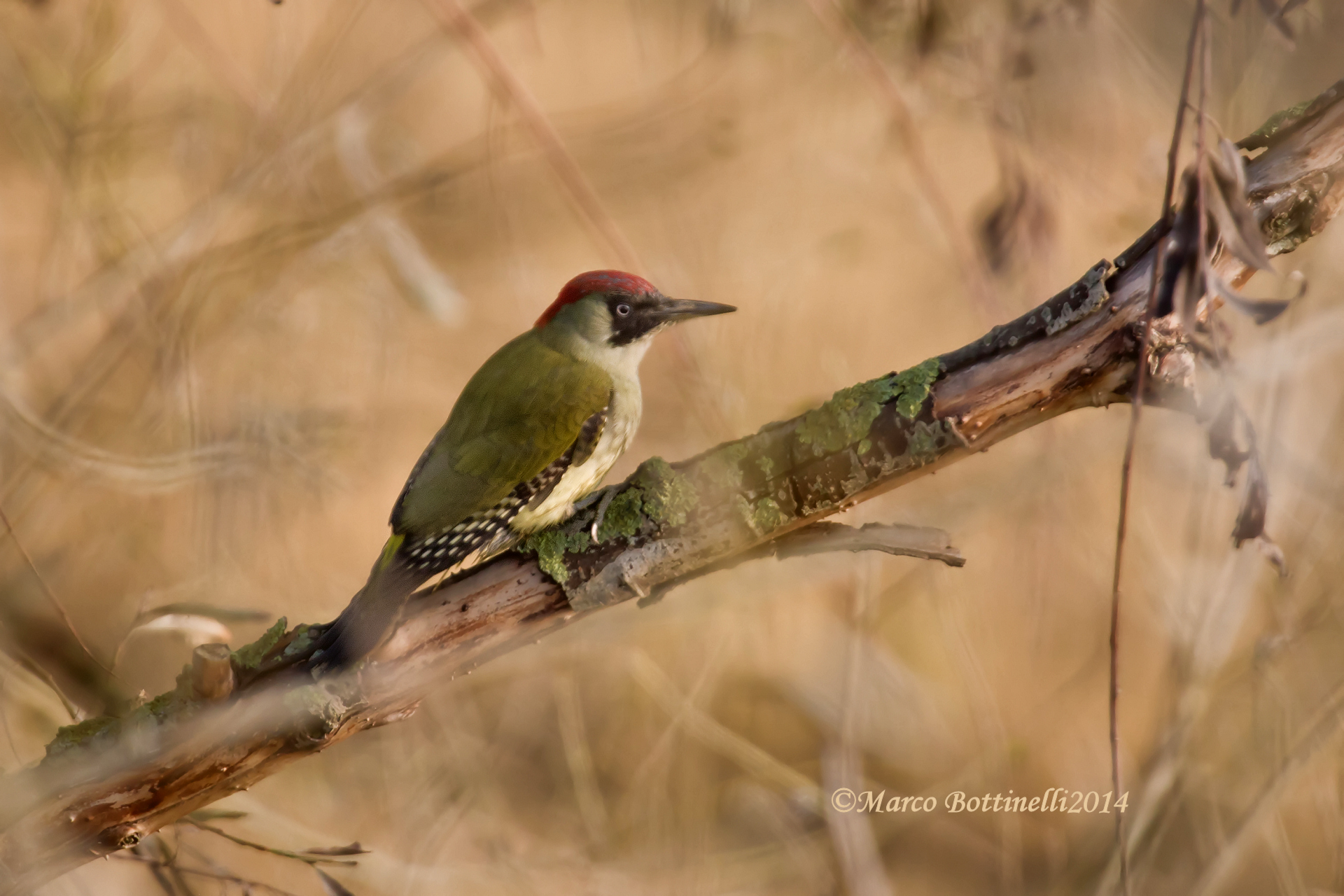 dalla finestra di casa: Il Picchio verde (femmina)