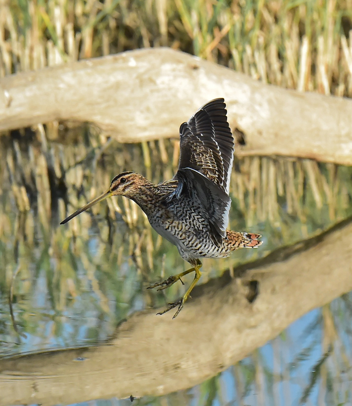 Beccaccino in volo..