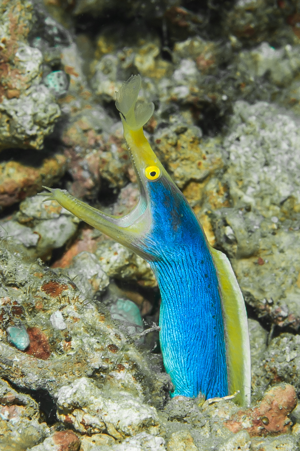 rhinomurena quaesita