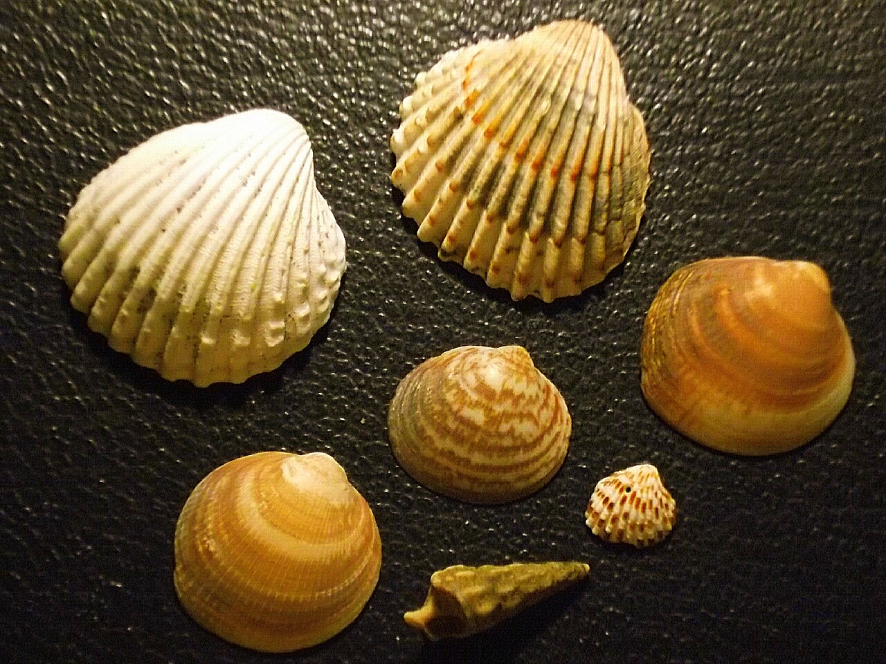 The Shells