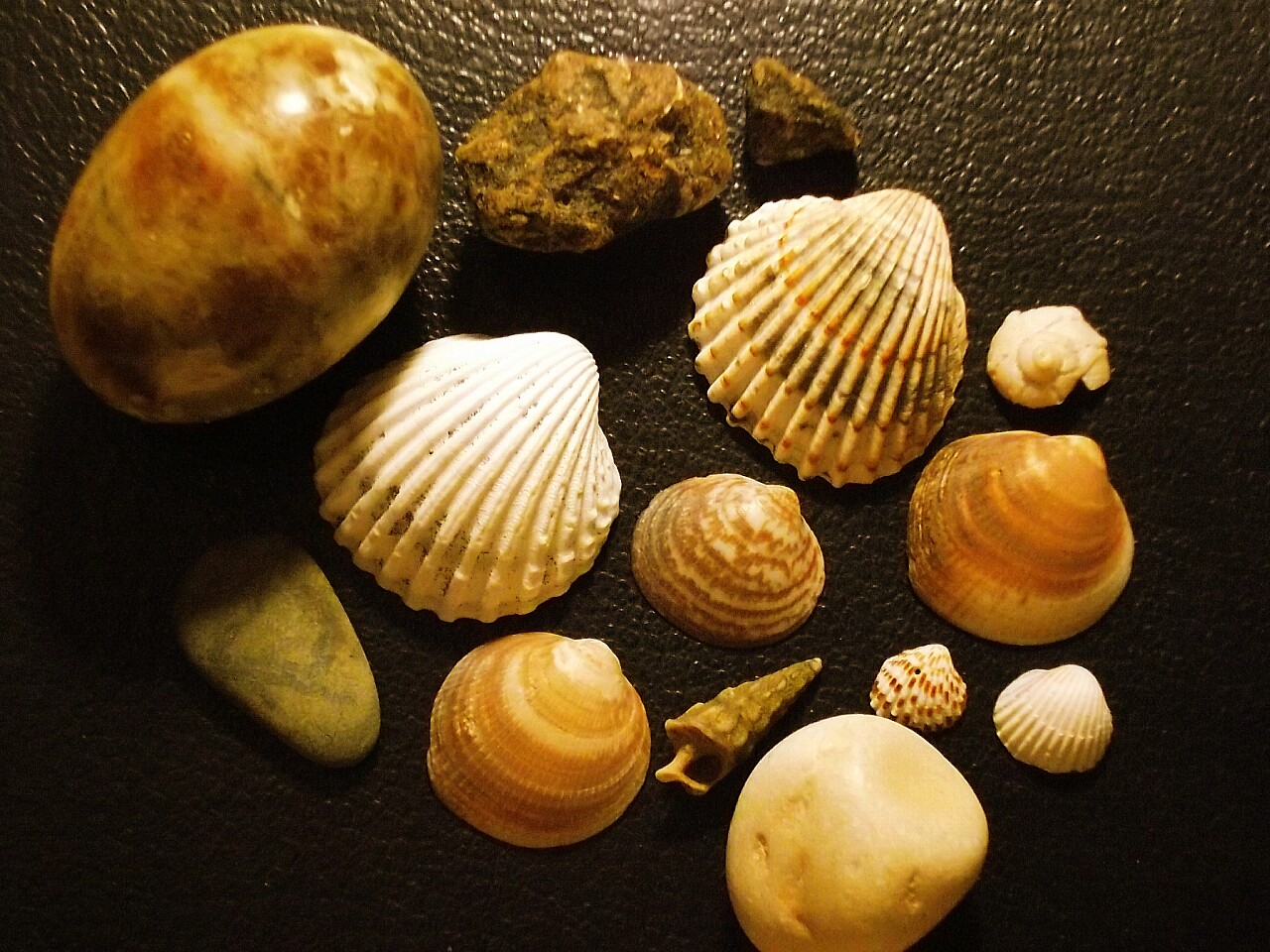 Shells II