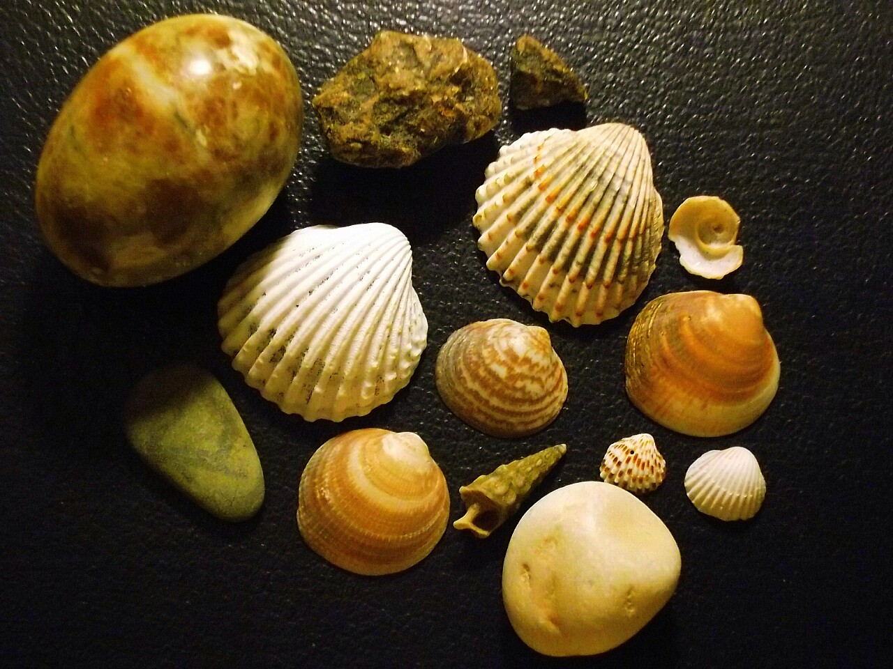 Shells II