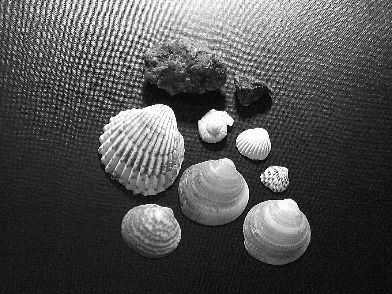 Shells III