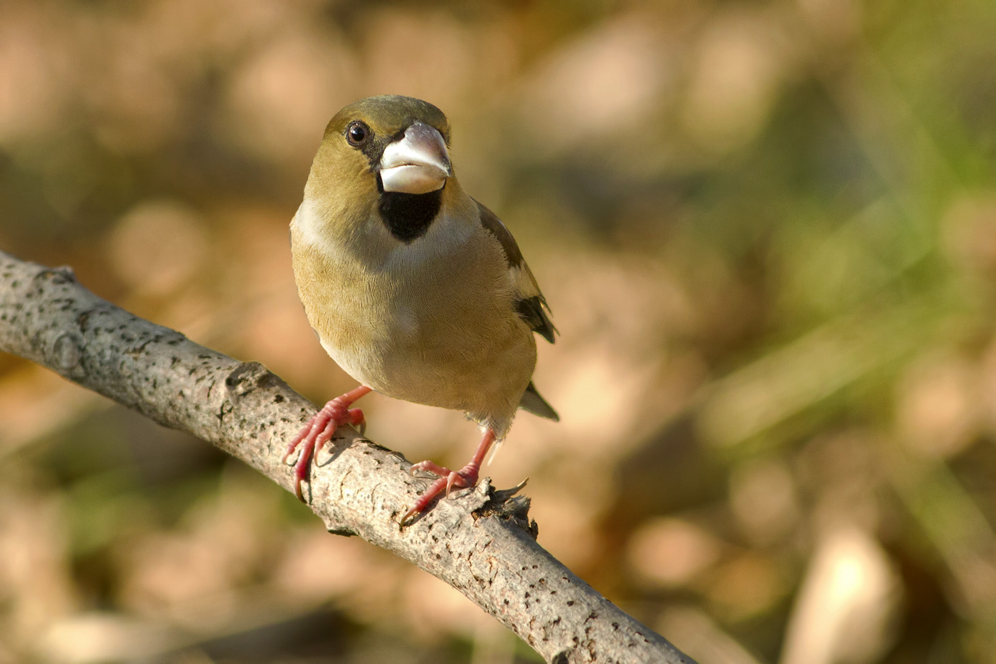 Grosbeak female