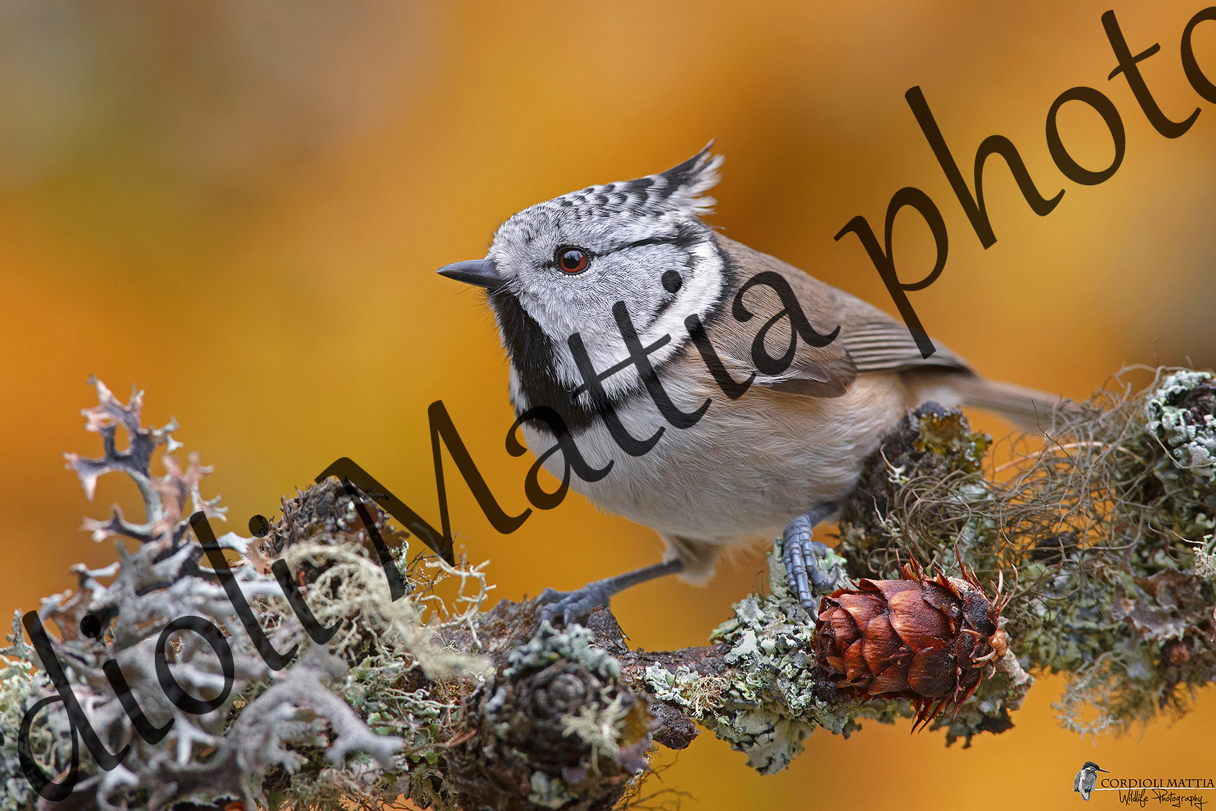La Cincia Dal Ciuffo e la magia dell Autunno.....