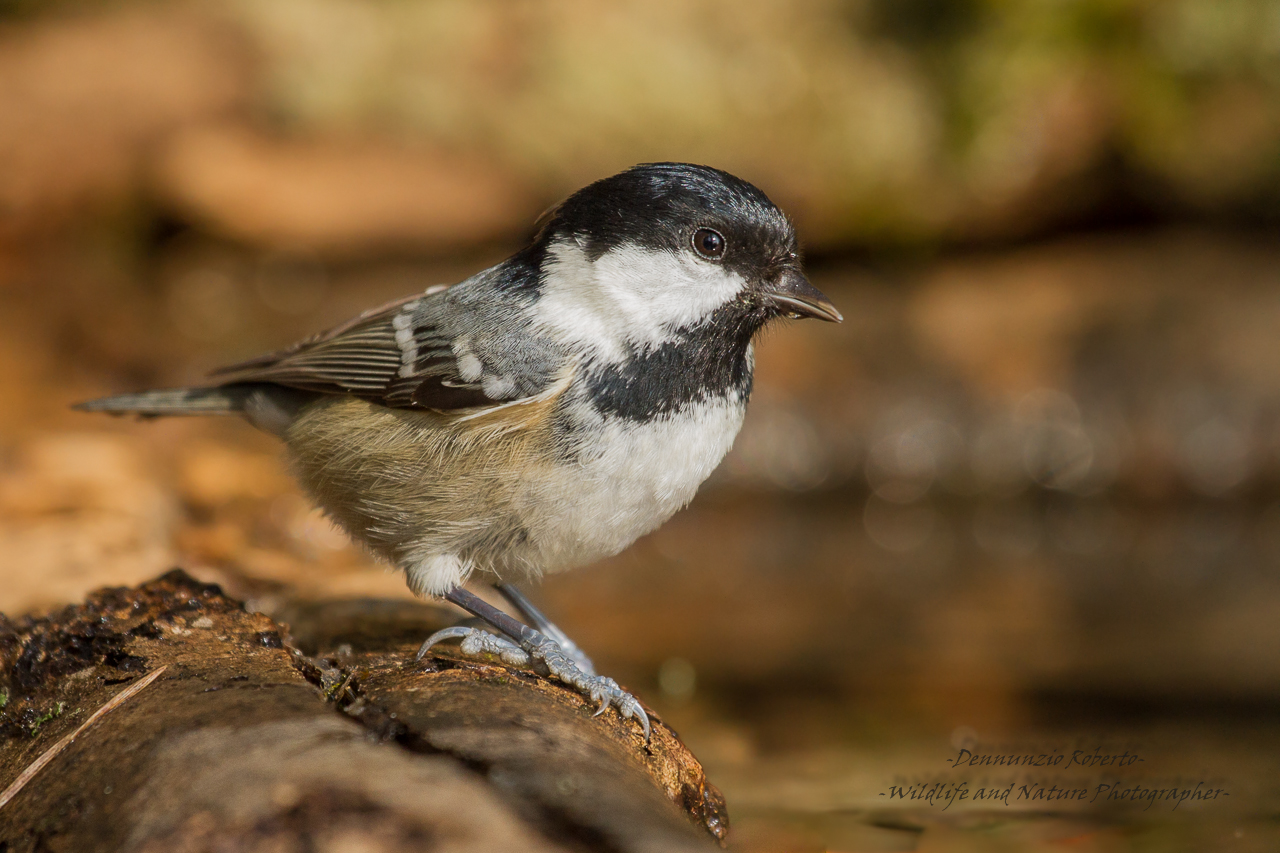 Coal Tit