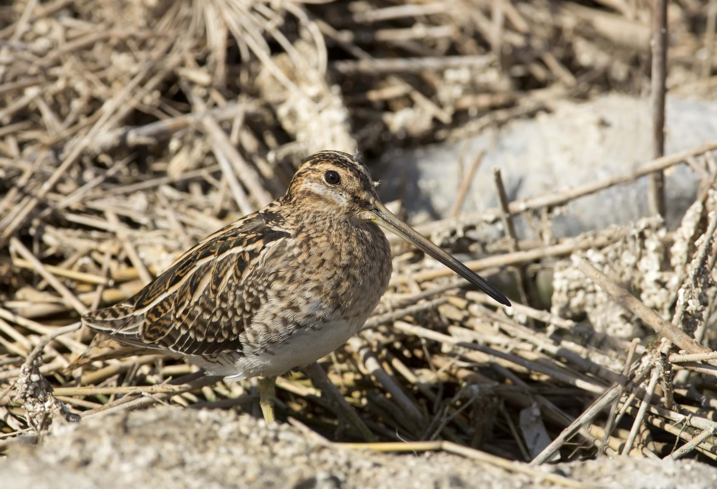 il re del mimetismo (beccaccino gallinago gallinago