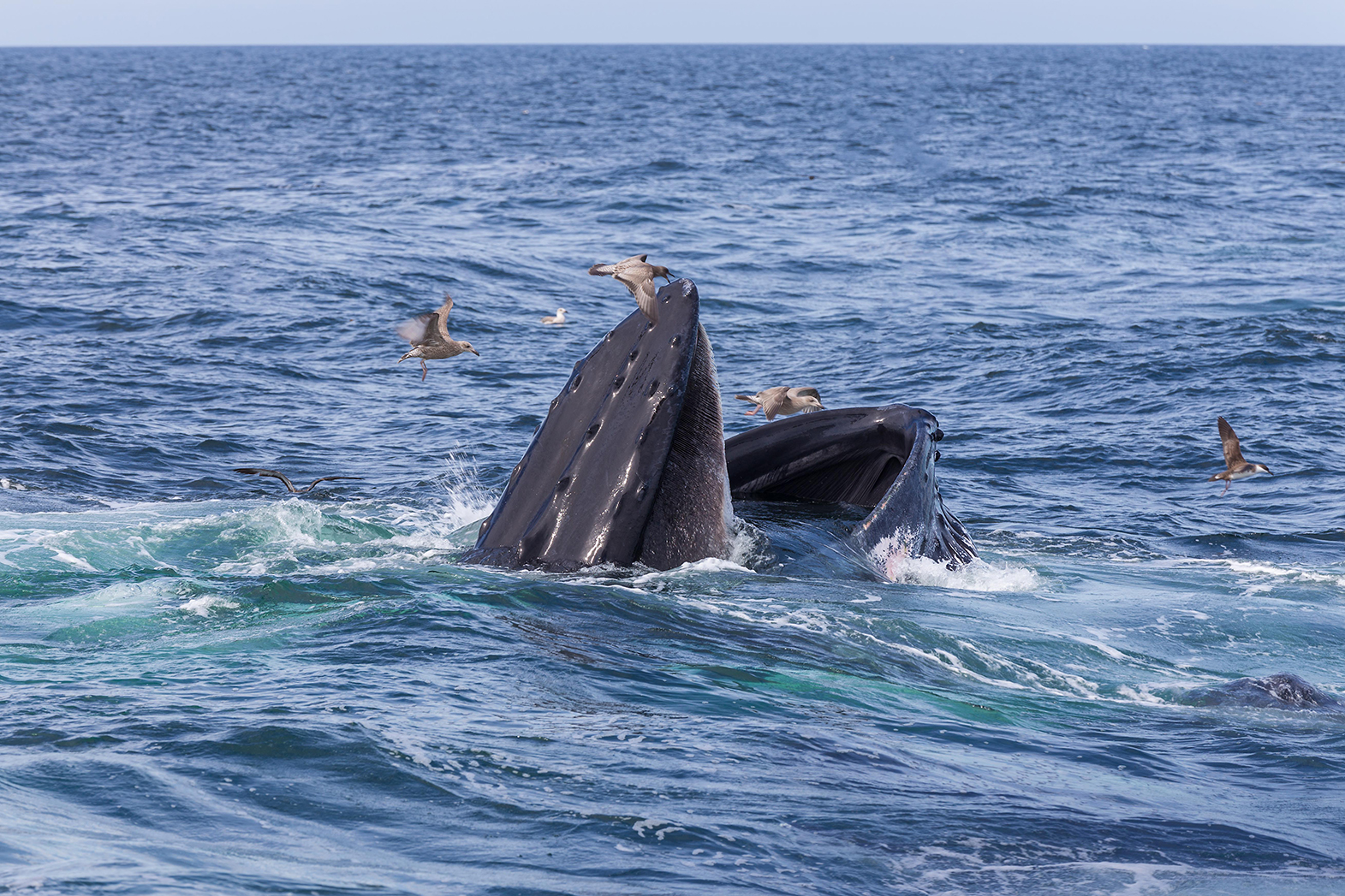 whale watching in Cape Cod