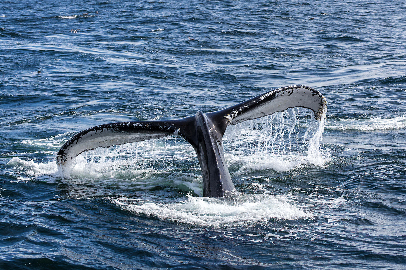 whale watching in Cape Cod