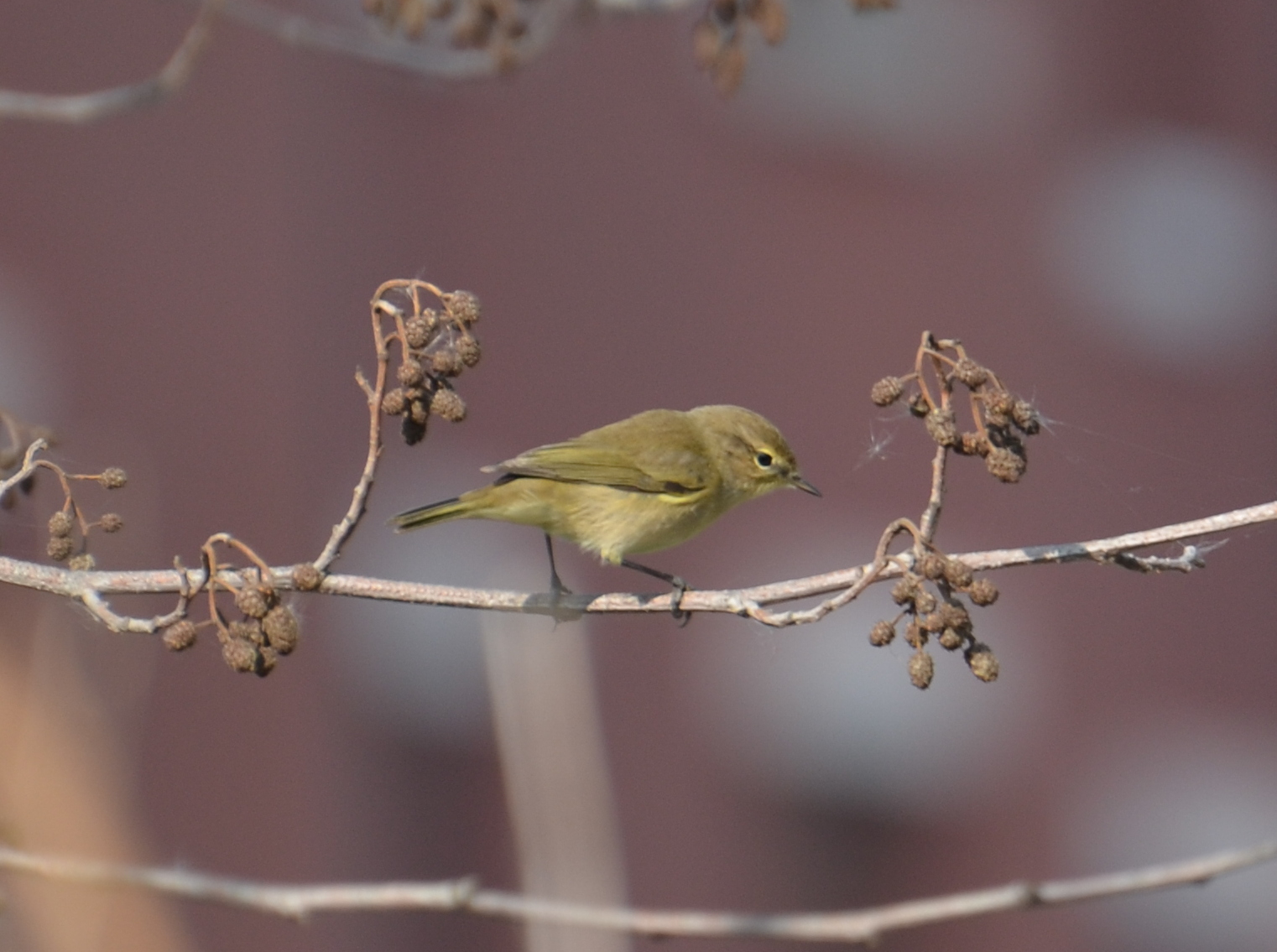 Common chiffchaff (small Him)