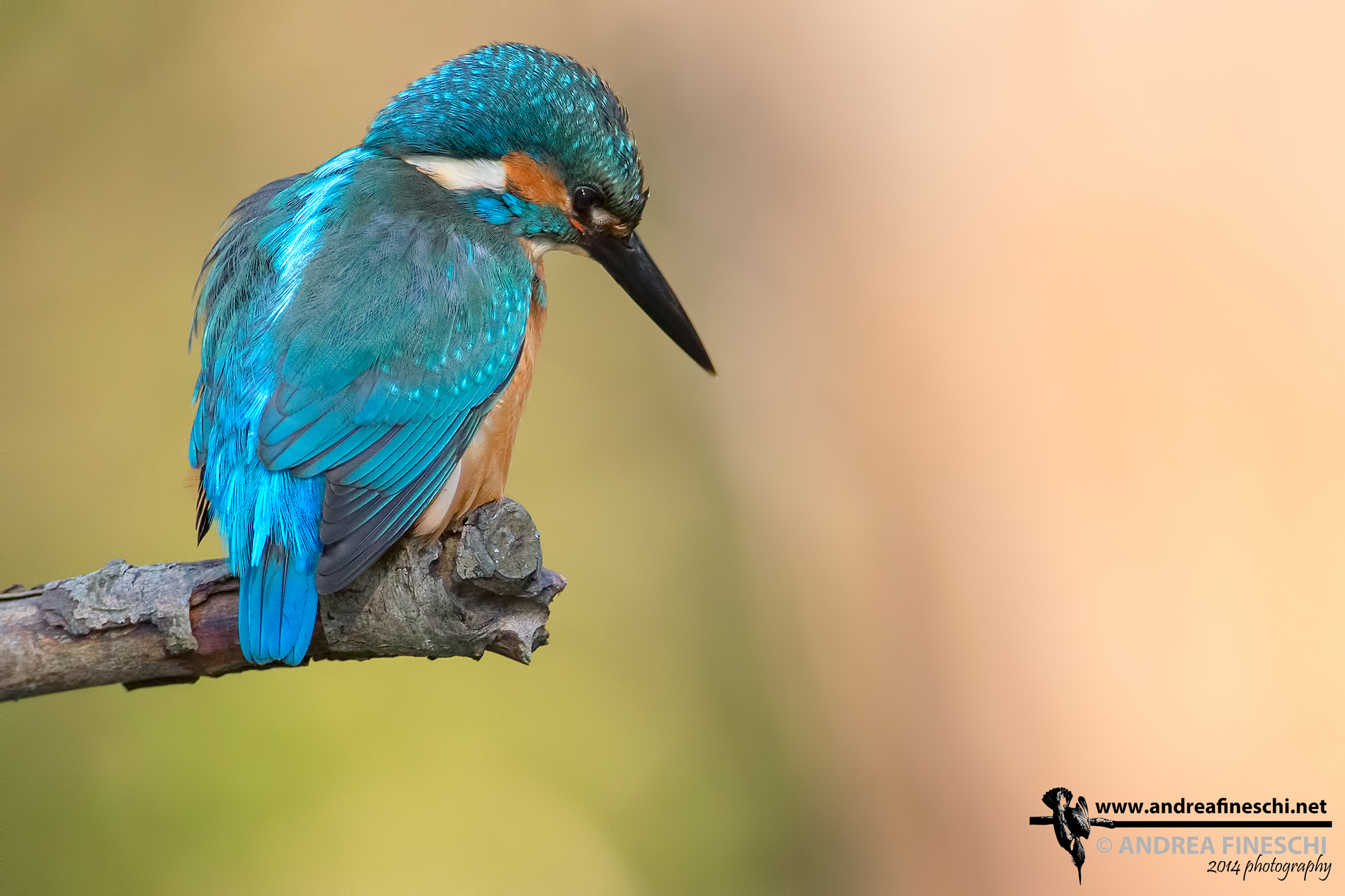 Ready for a new dive!