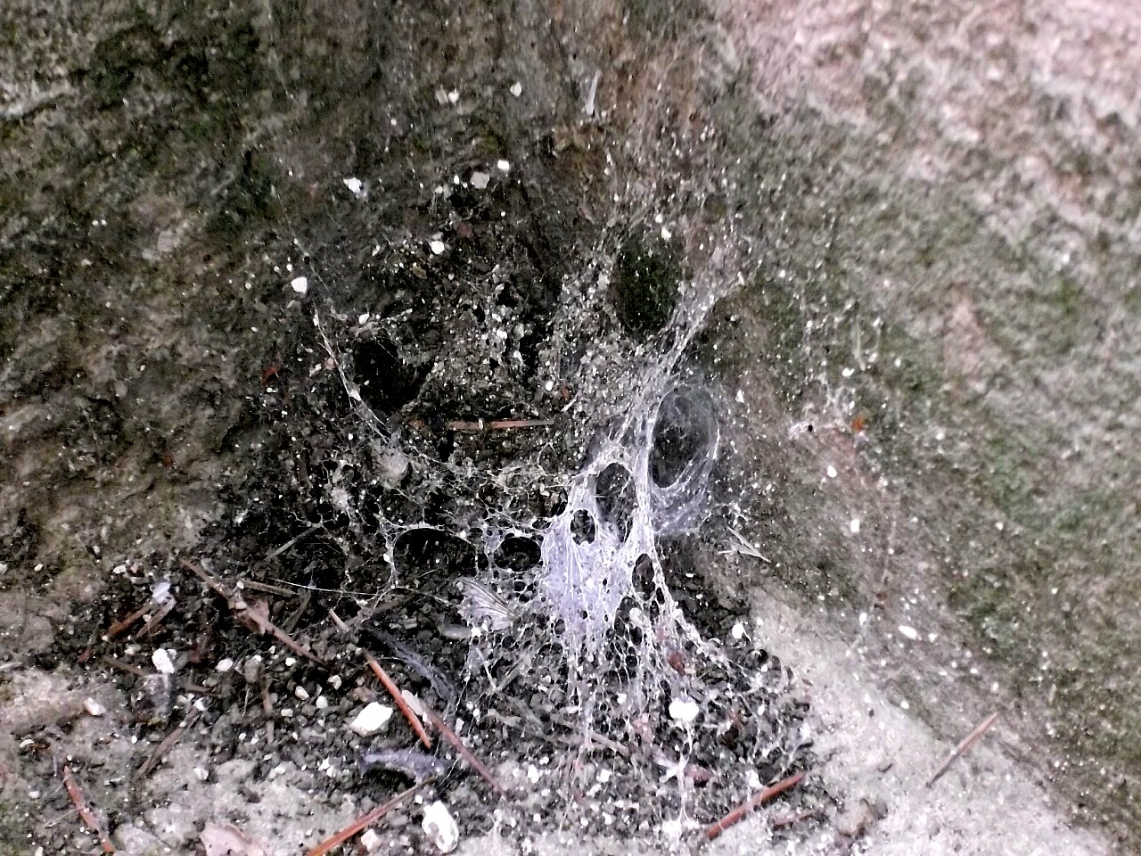 Spider month of November (or Halloween)