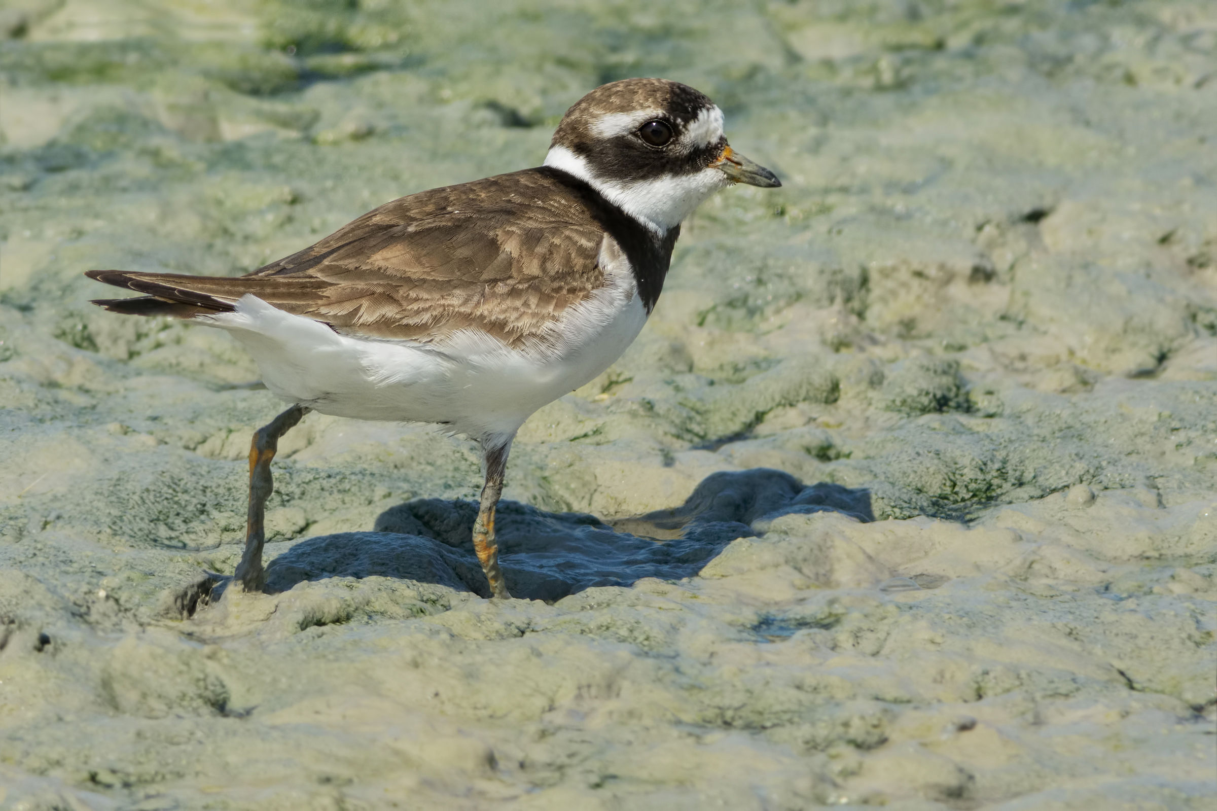 Ringed Plover (Common ringed plover)
