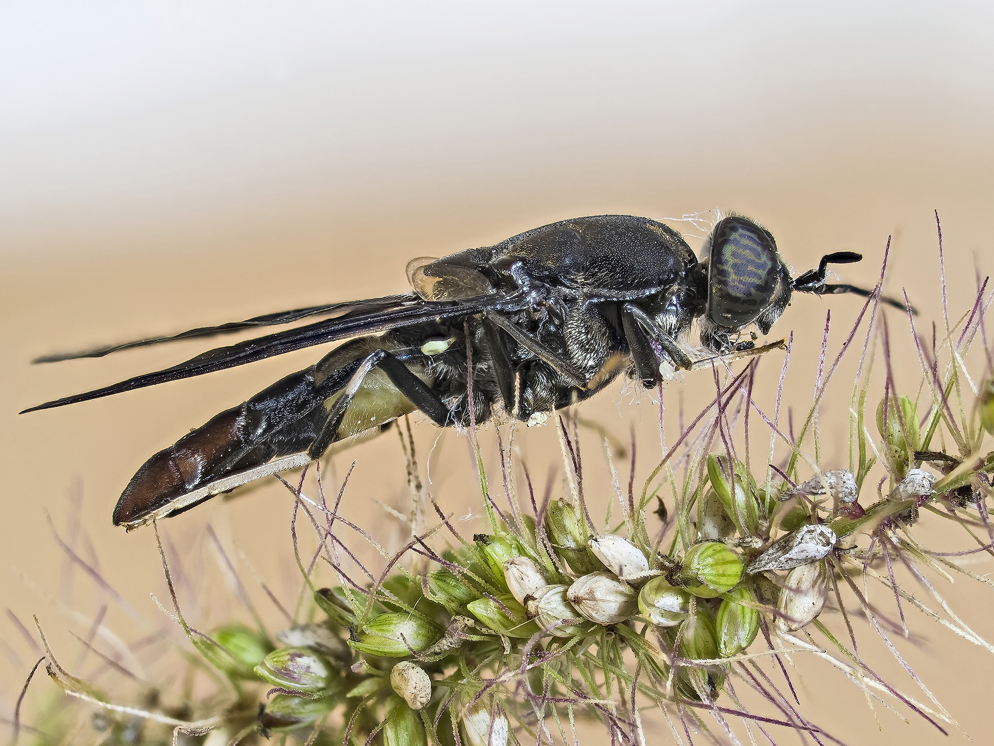 Diptera black