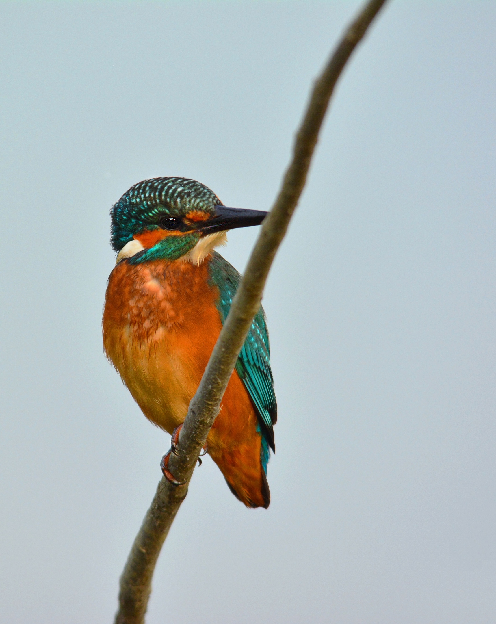 The first Kingfisher