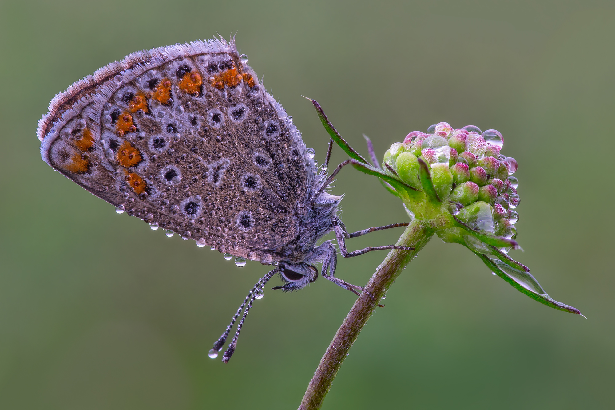 Polyommatus icarus
