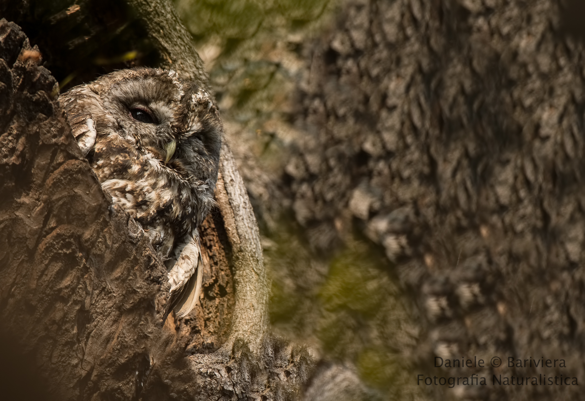 Allocco Camo (Strix aluco)