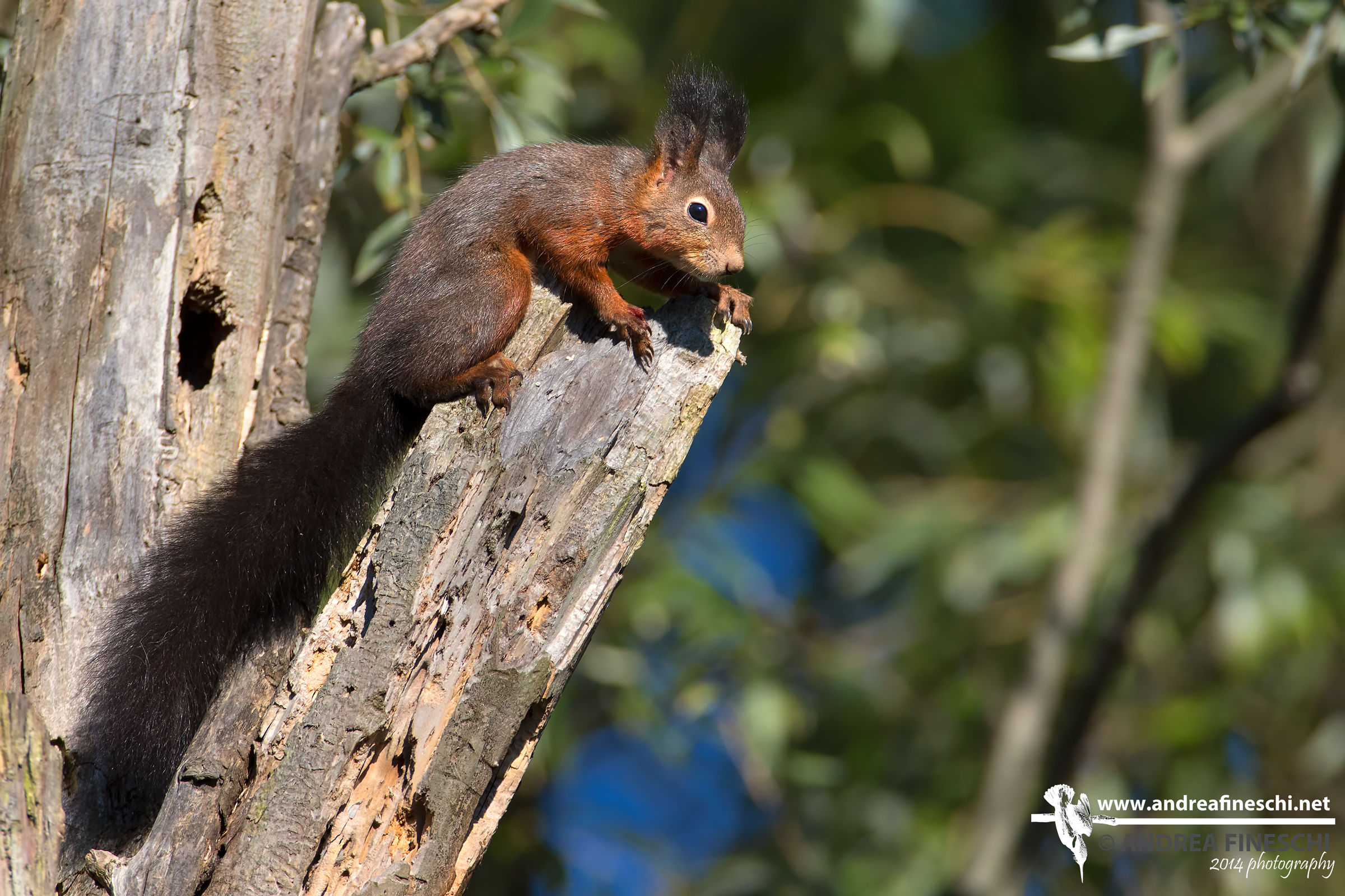 Red Squirrel