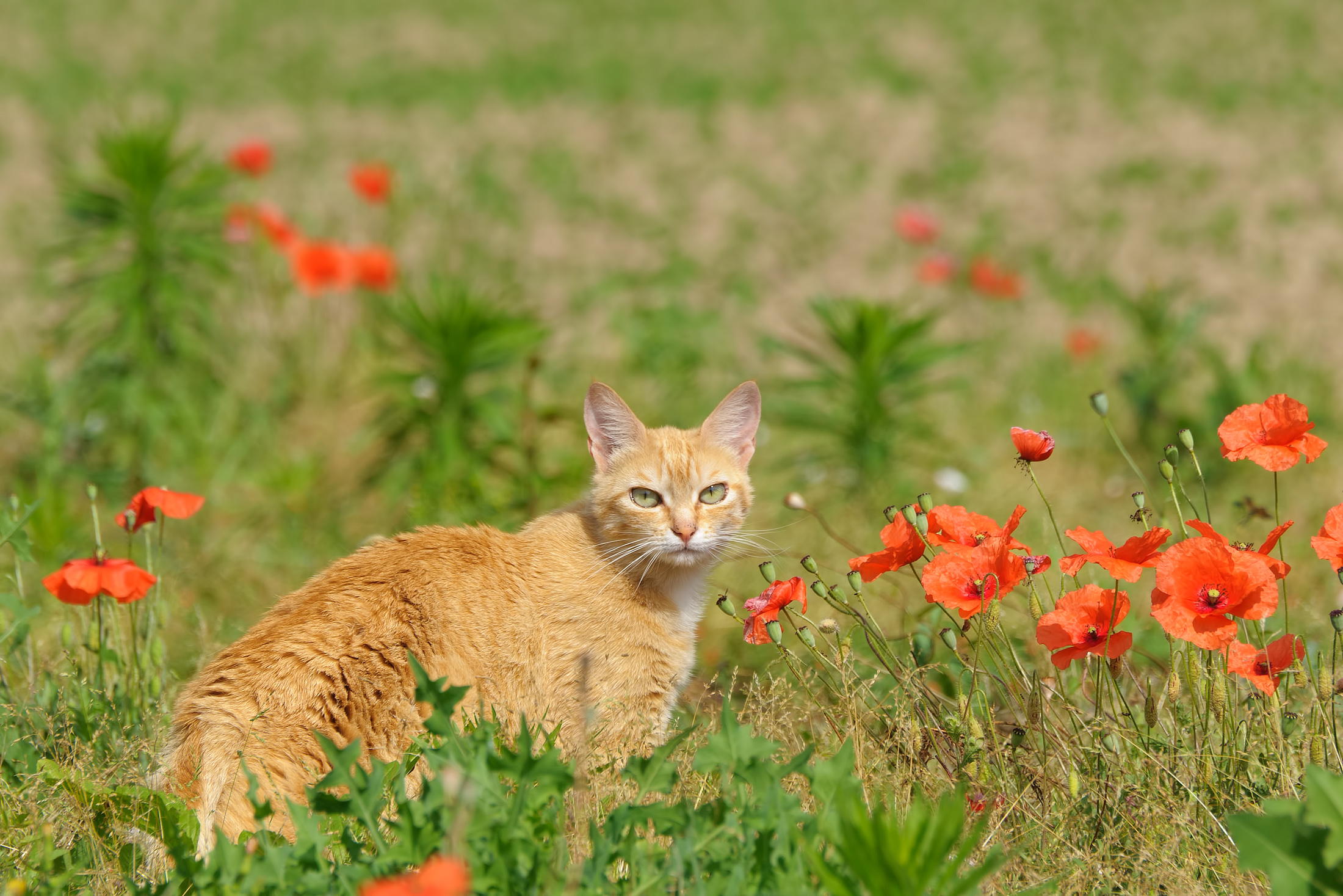 Beautiful among poppies
