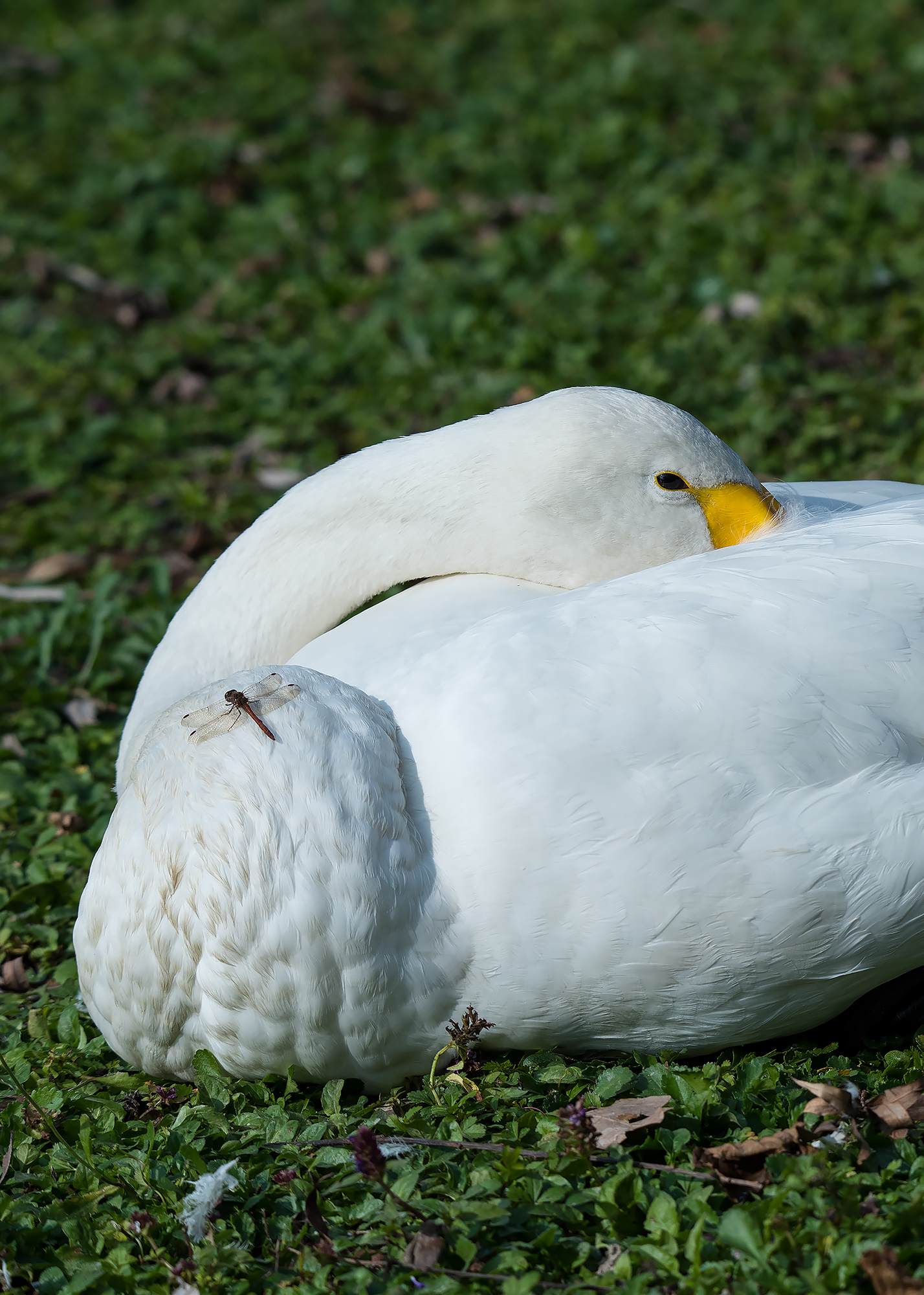 Il cigno e la libellula