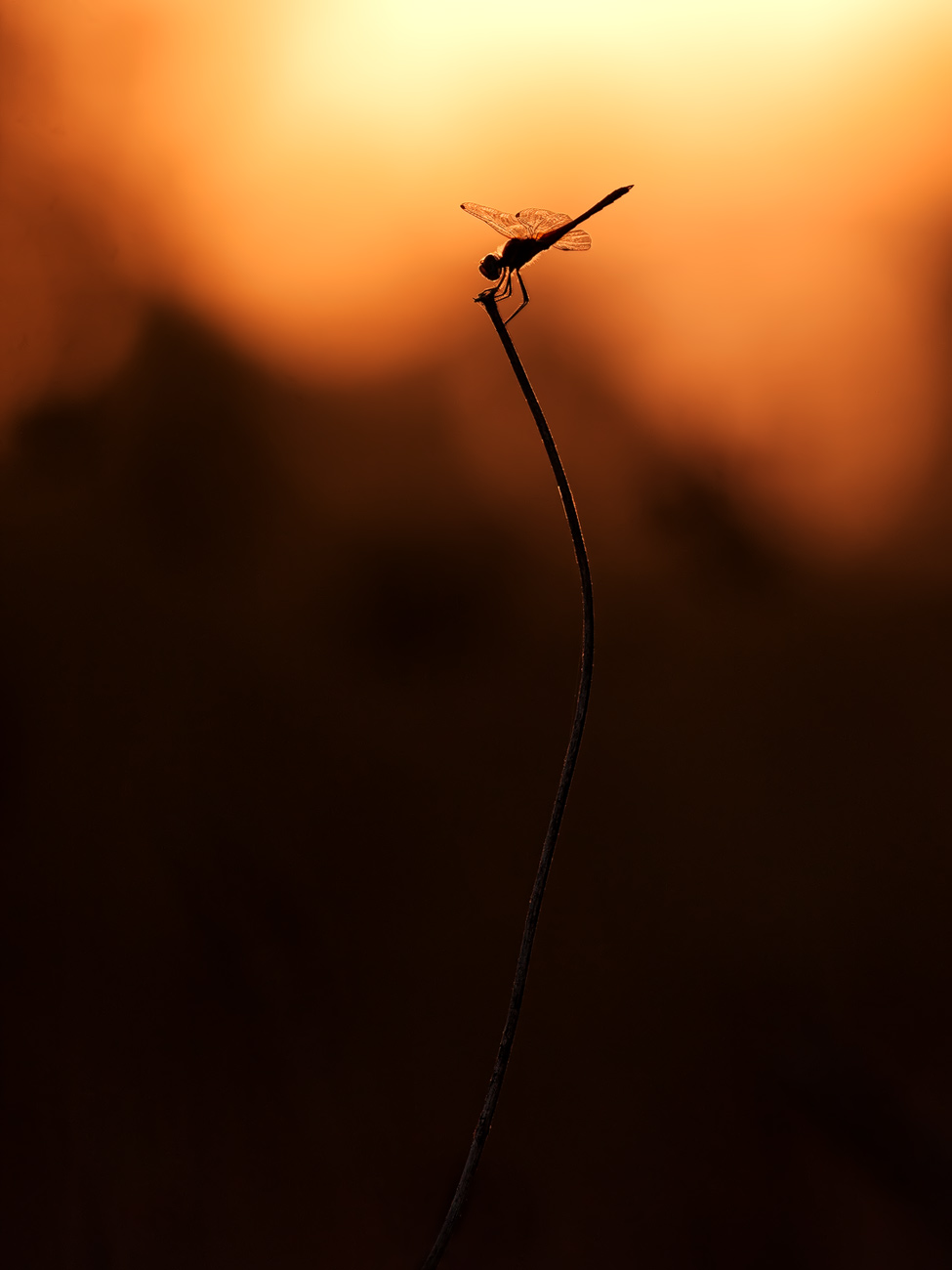 Shadows in the light