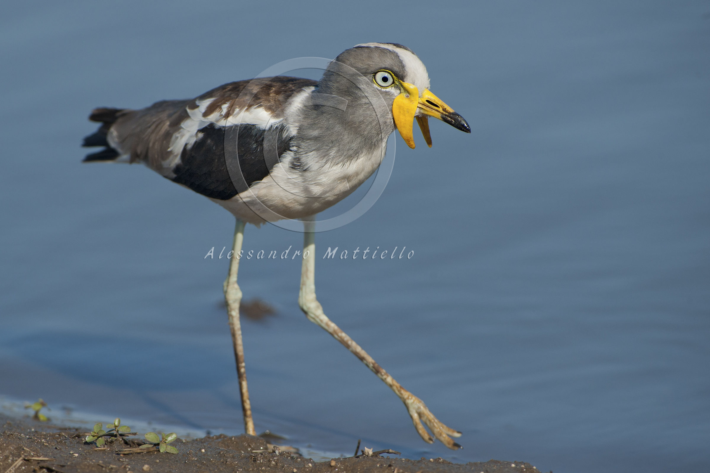 pavoncella corona bianca