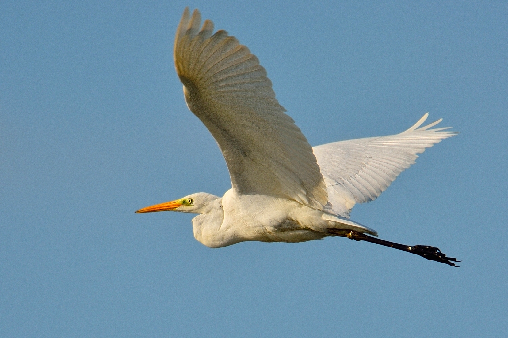 Great Egret