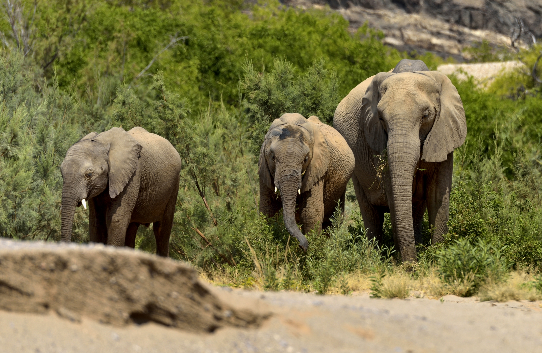 Kaokoland - Elefanti