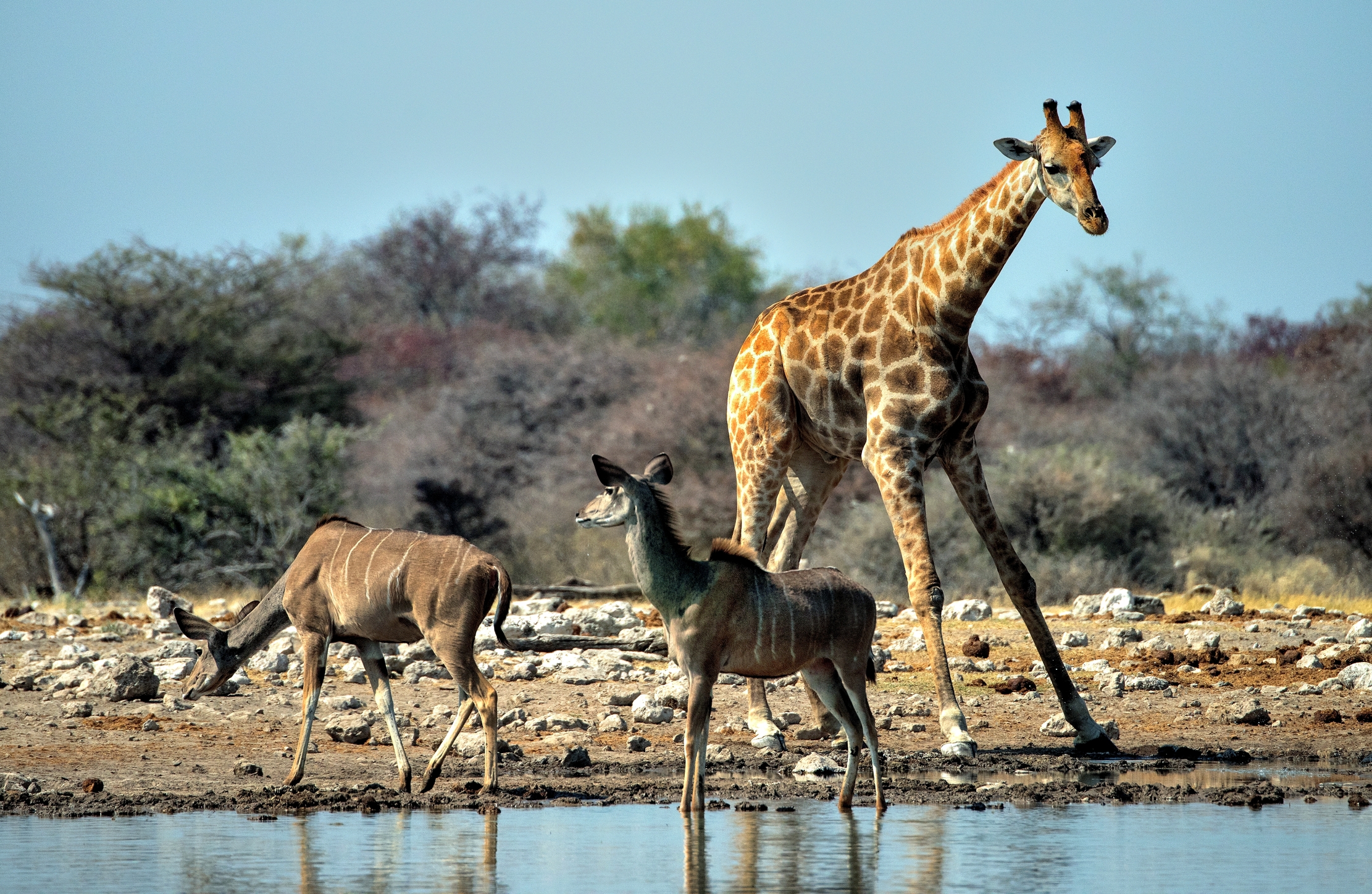 Etosha - Giraffa e Kudu