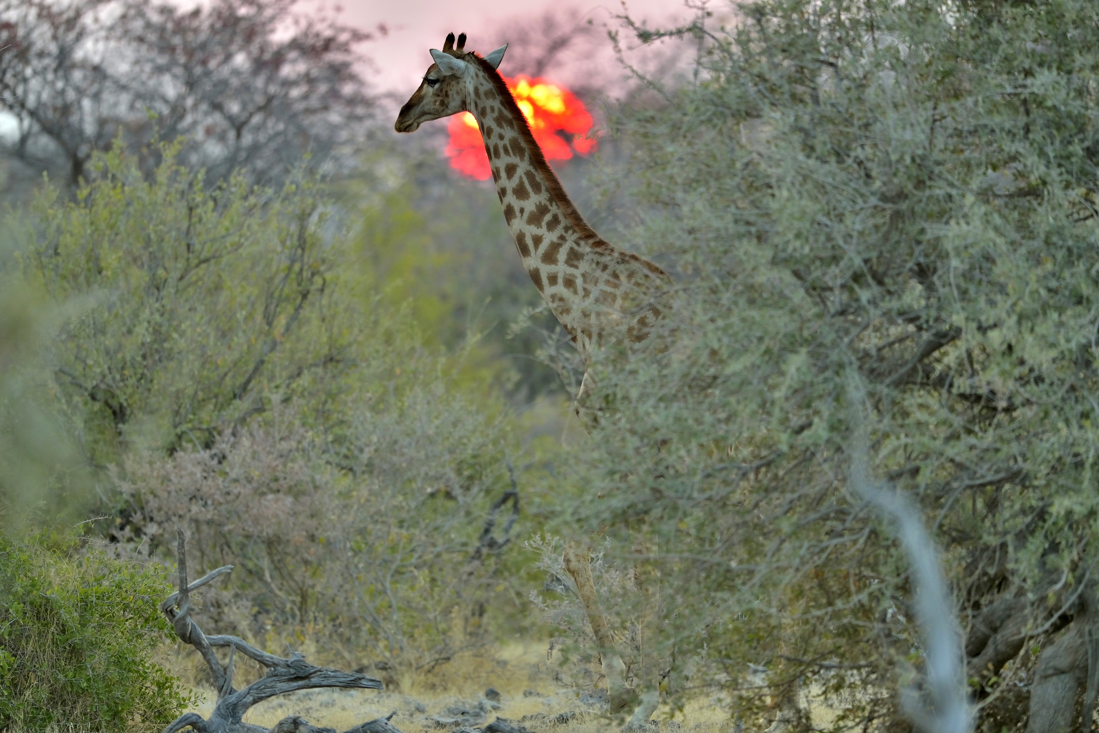 Etosha - Giraffa al tramonto
