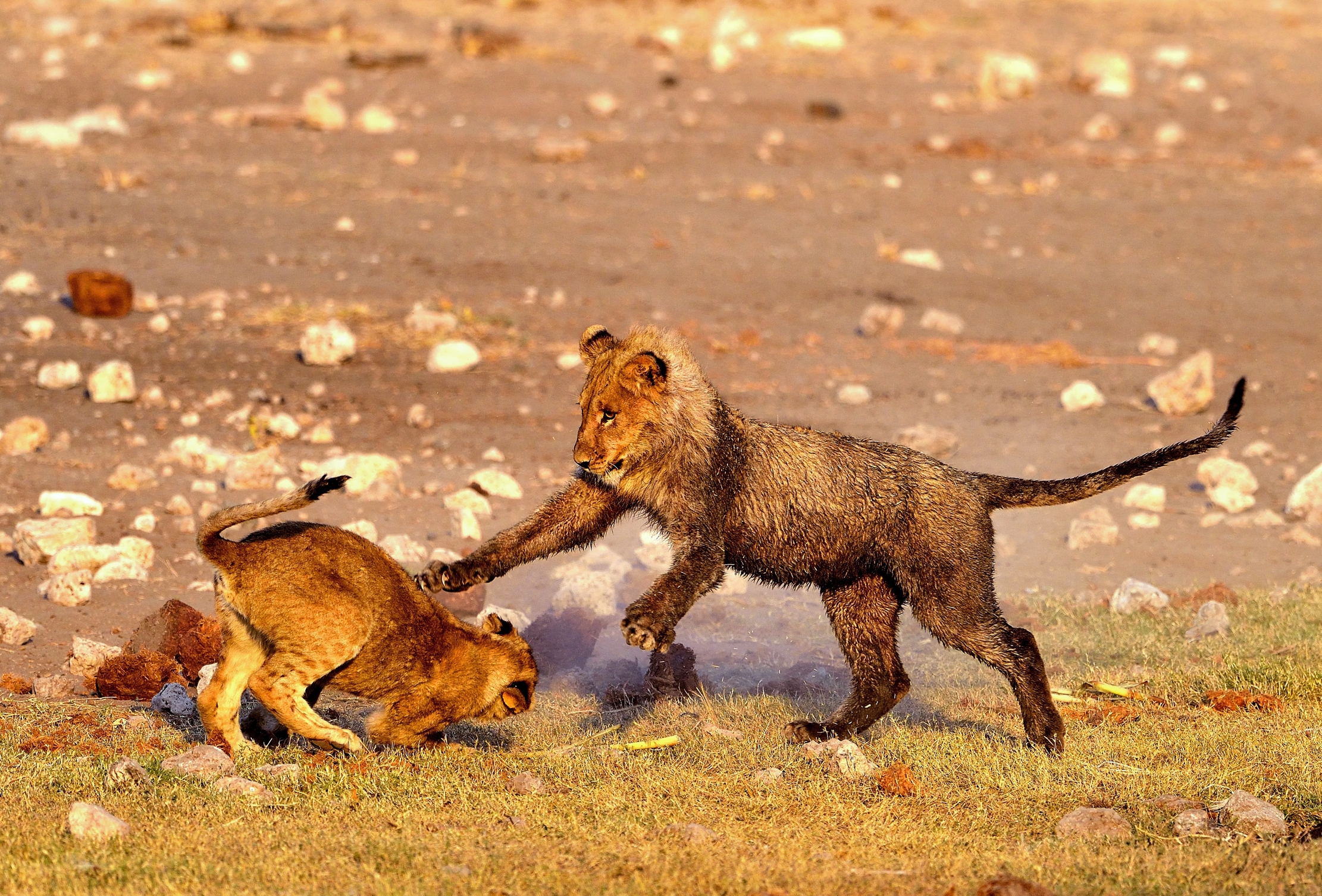 Etosha - Giovani Leoni