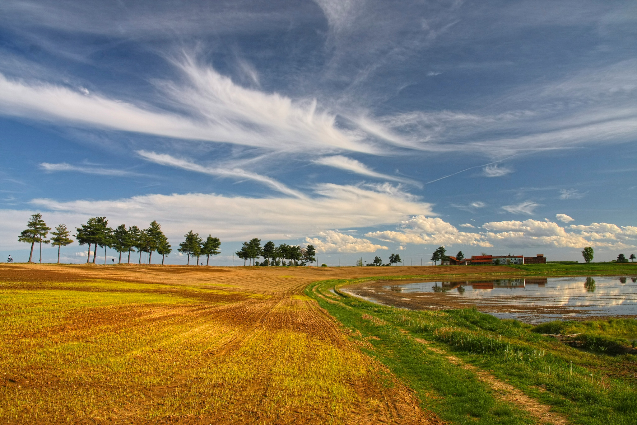 Grano nascente & risaia