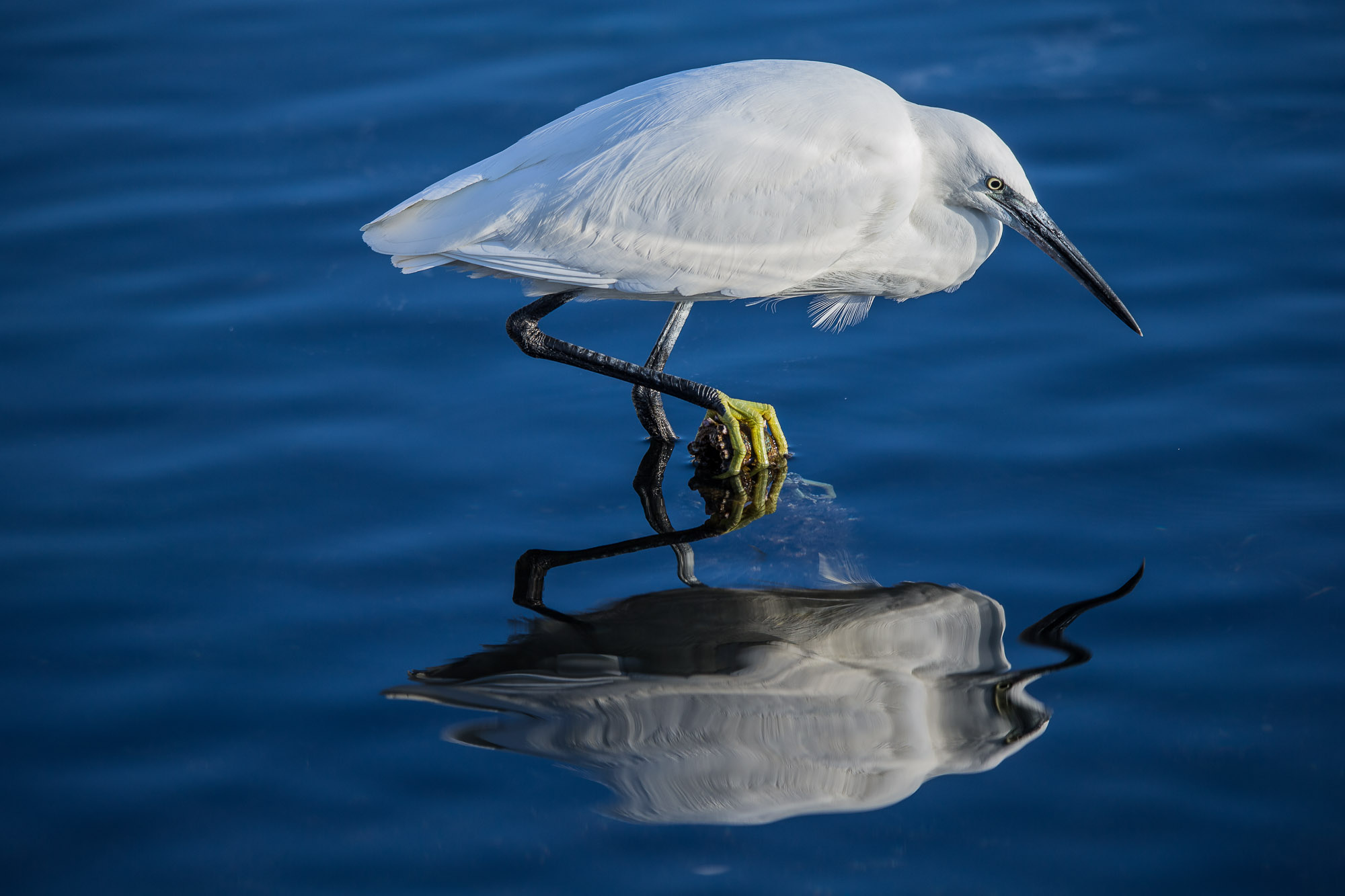 egret