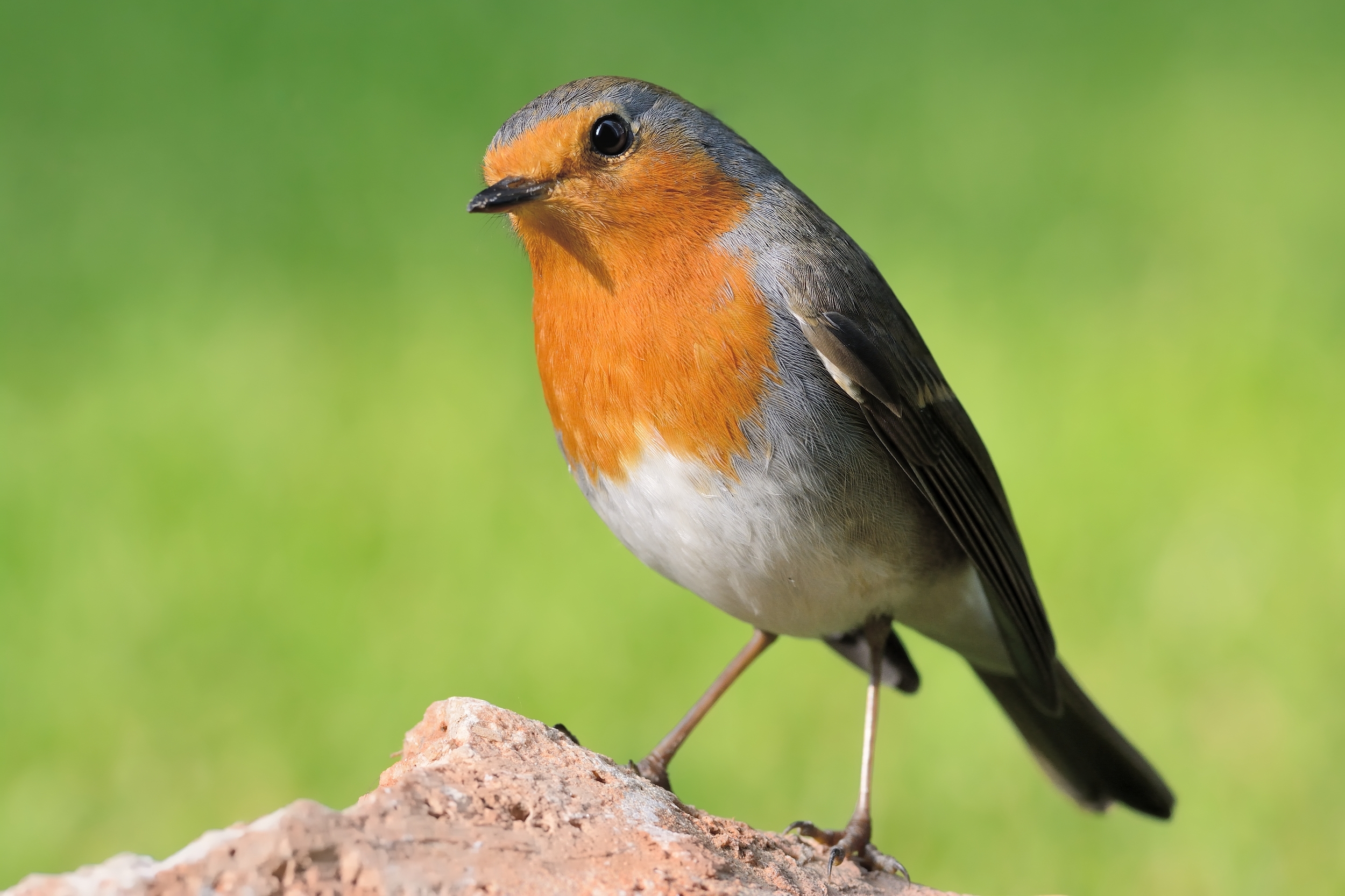 1°Pettirosso,1°novembre.