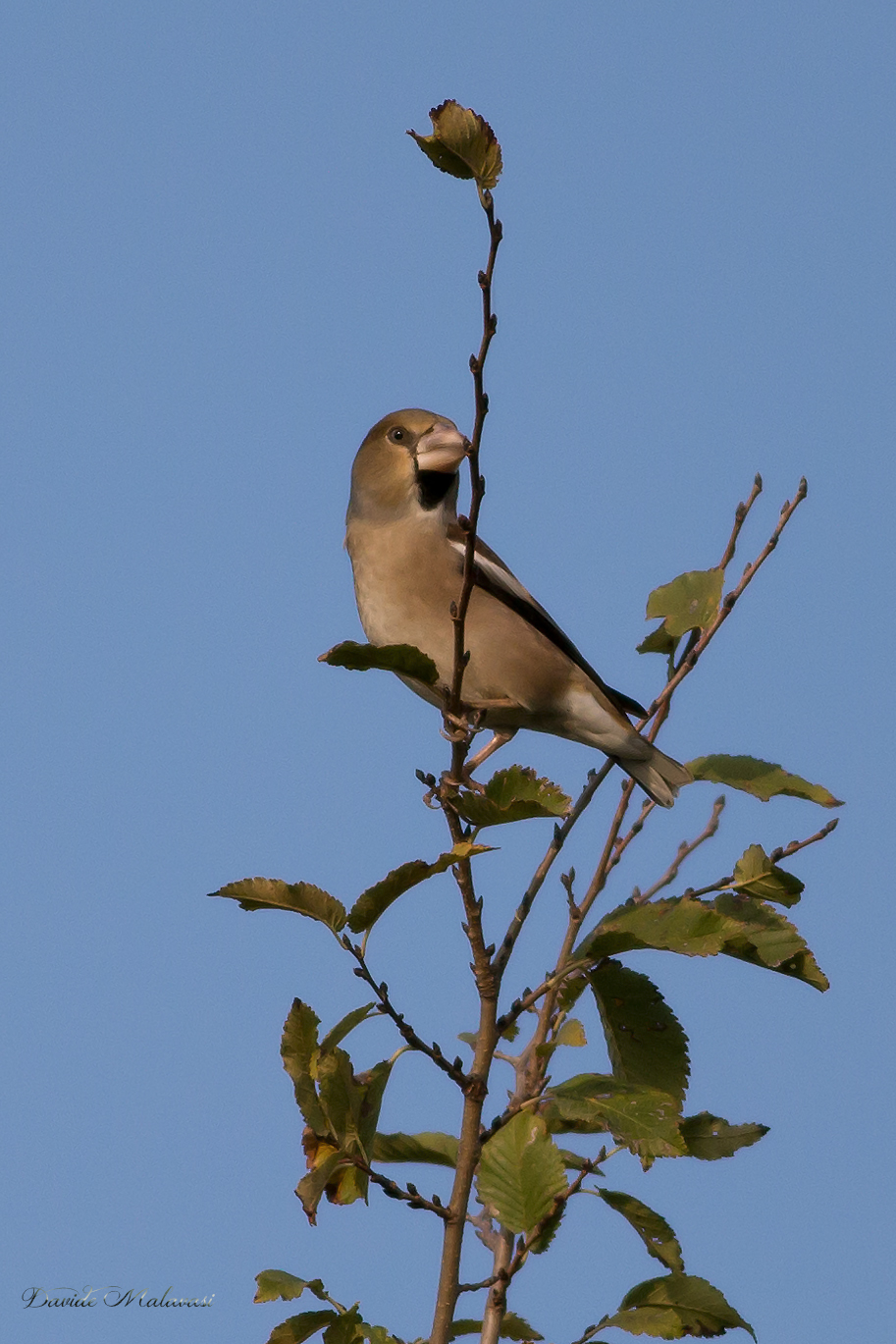 Hawfinch