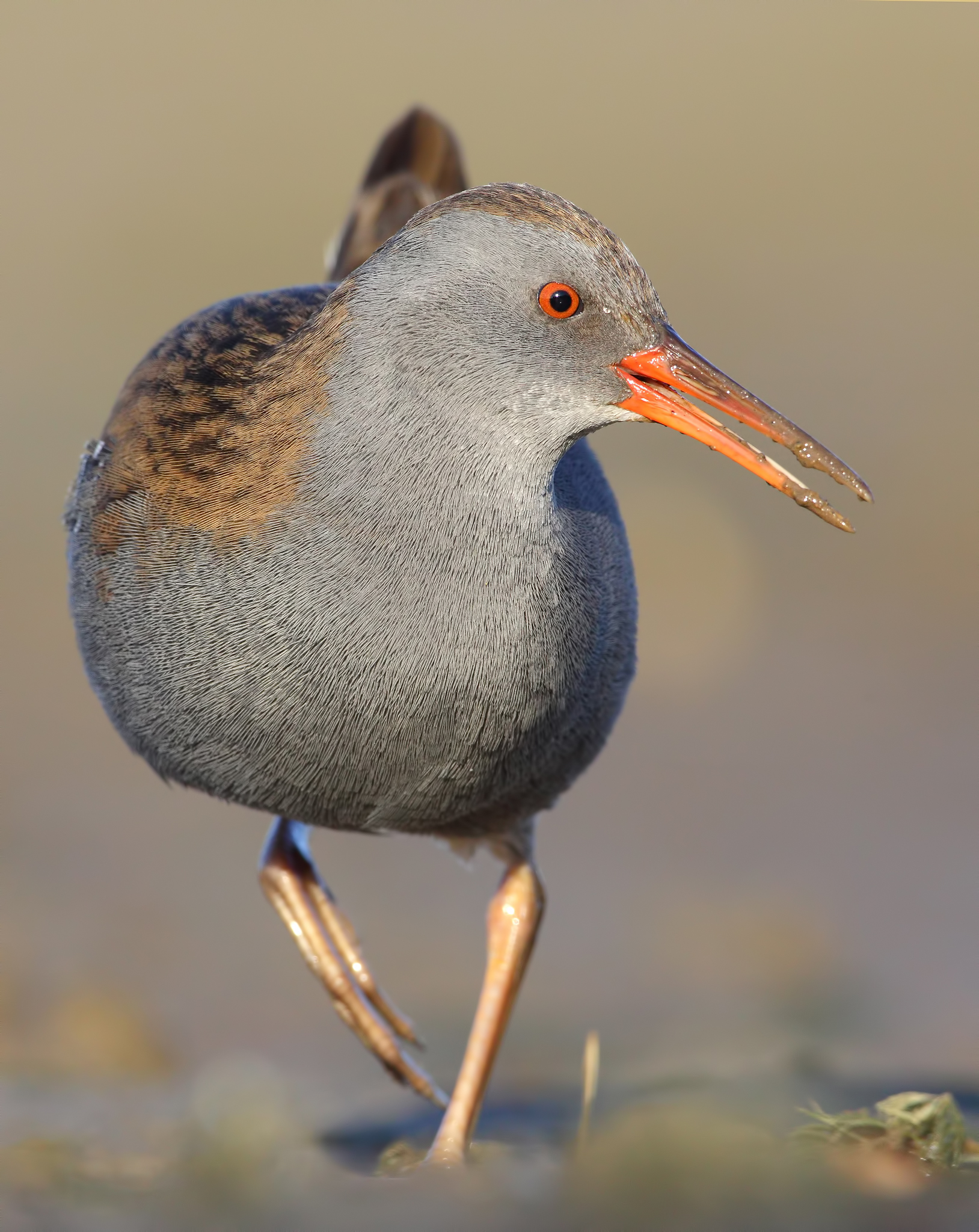 Water Rail