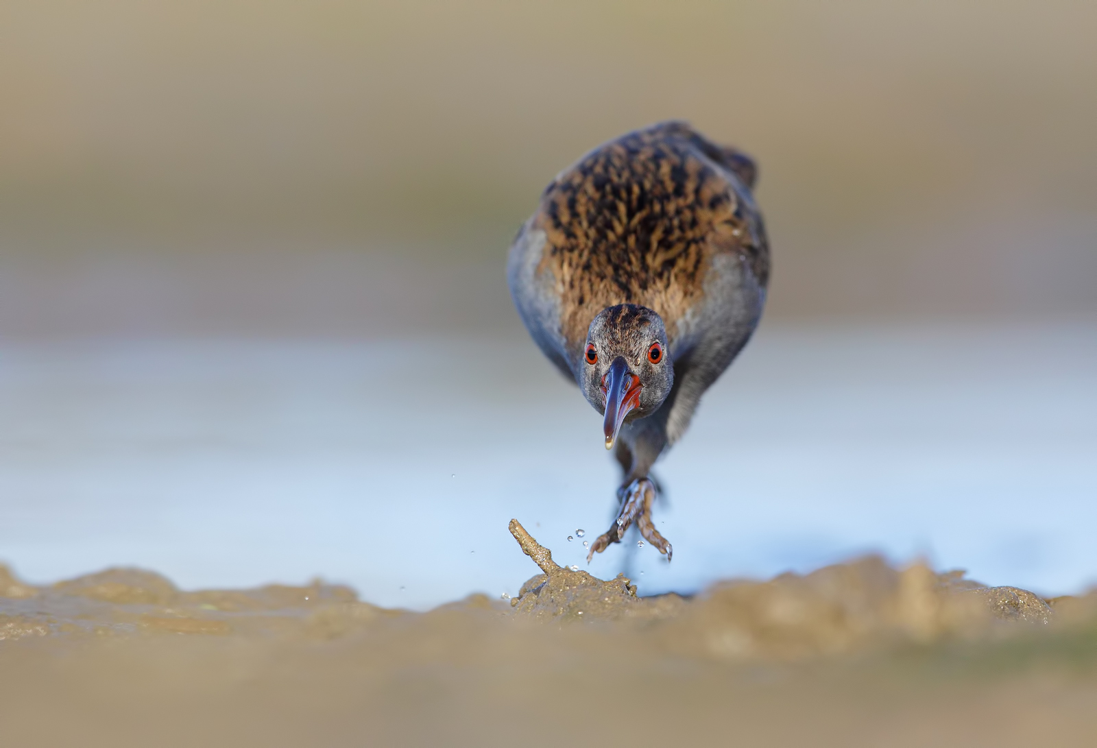 Water Rail in territorial fight