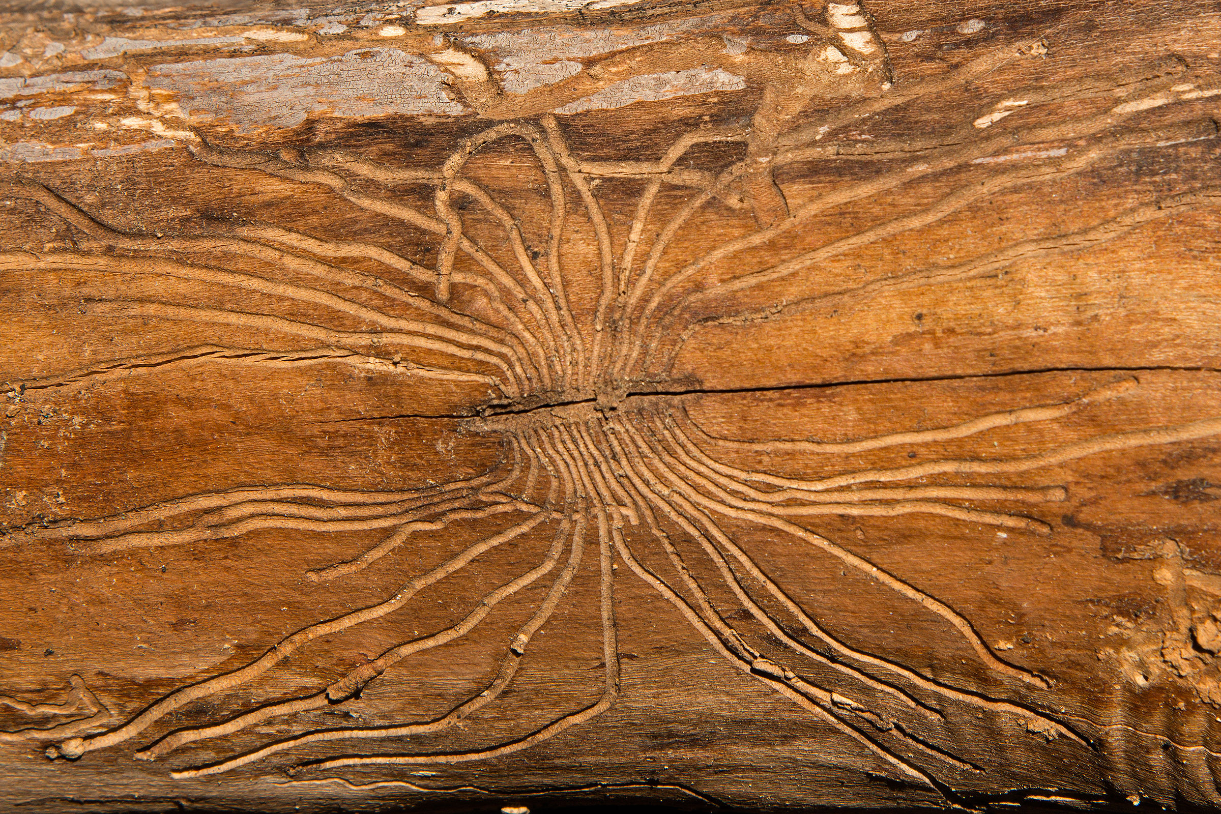 galleries of bark beetles