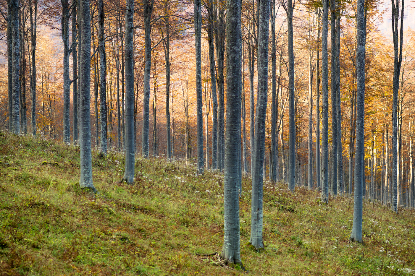 beeches of cansiglio