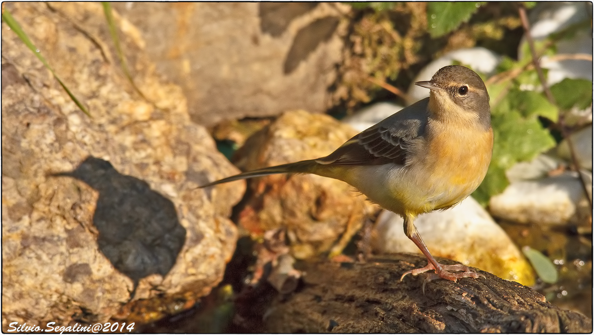 la ballerina e la sua ombra