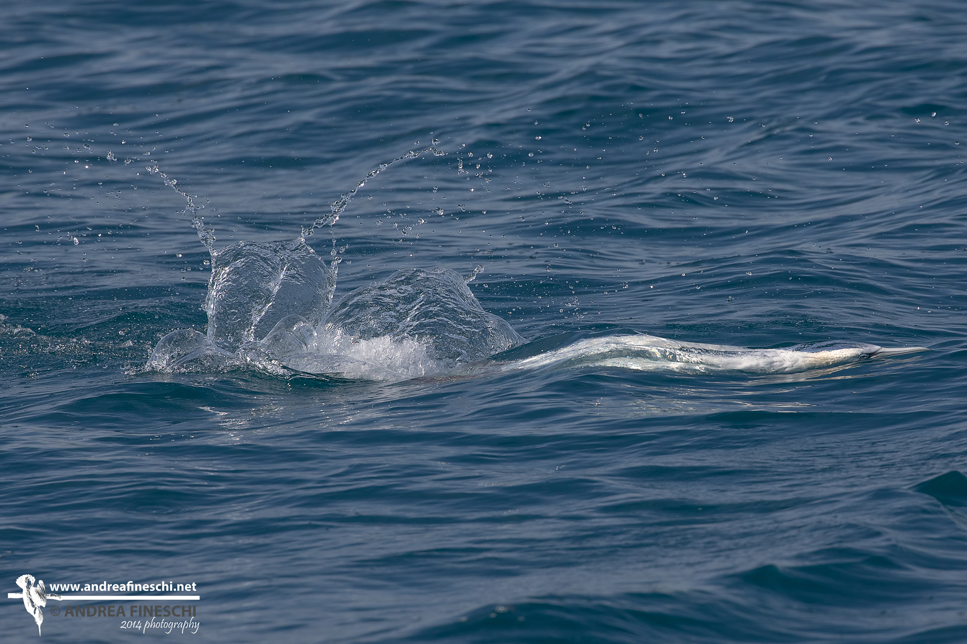 Sotto il pelo dell'acqua