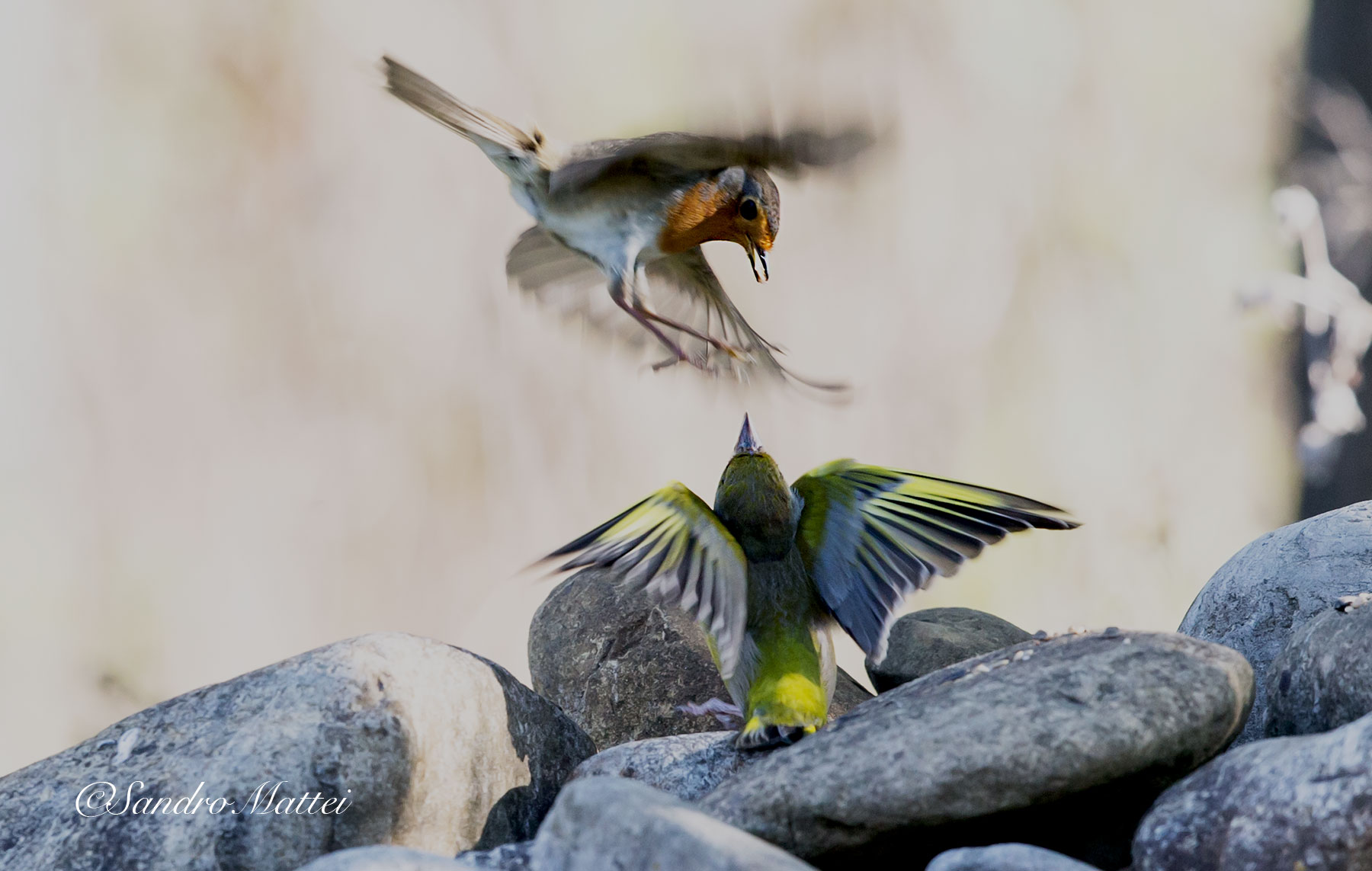 ... Green VS red .....