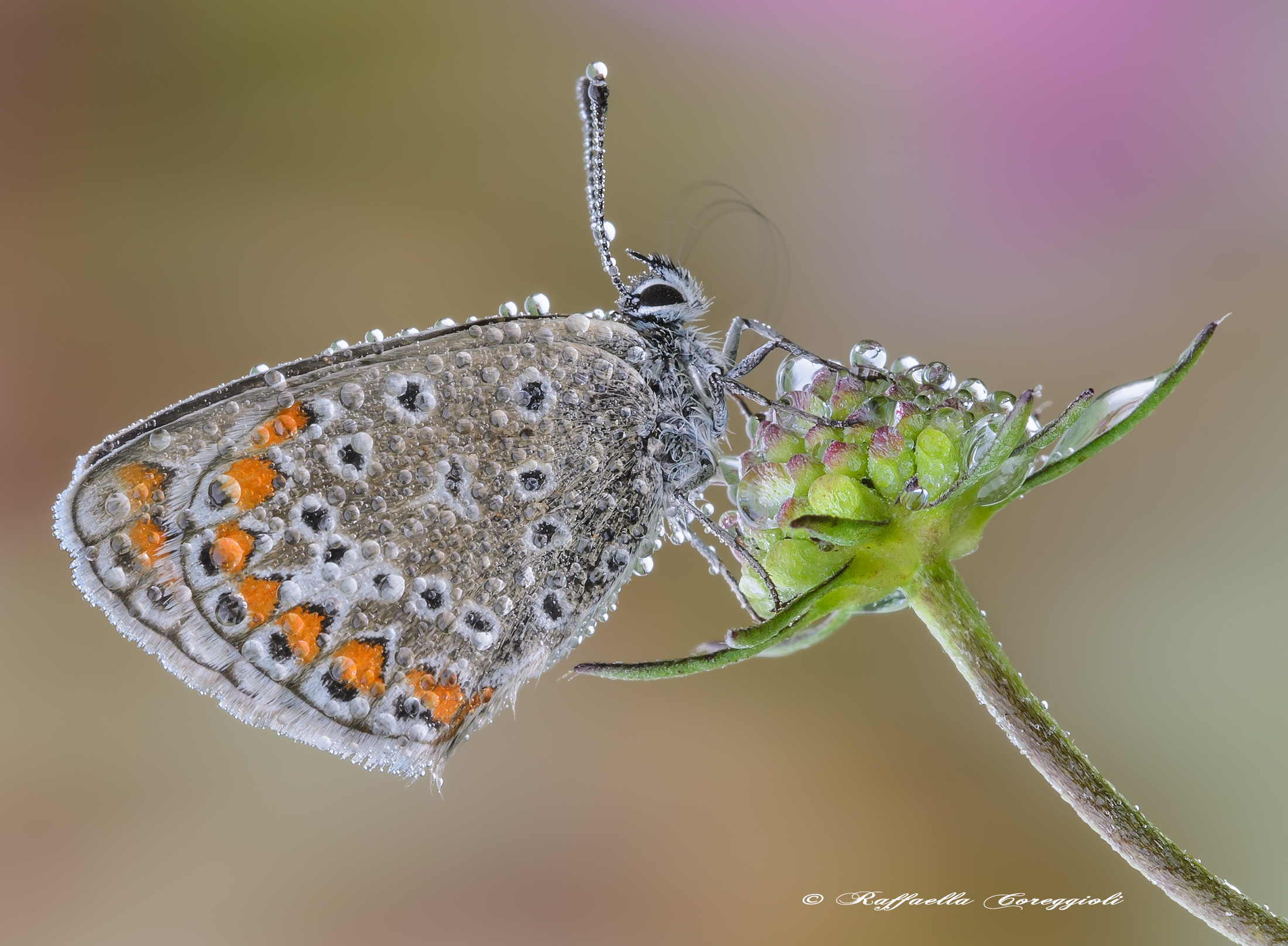 Polyommatus icarus (Rottemburg, 1775)